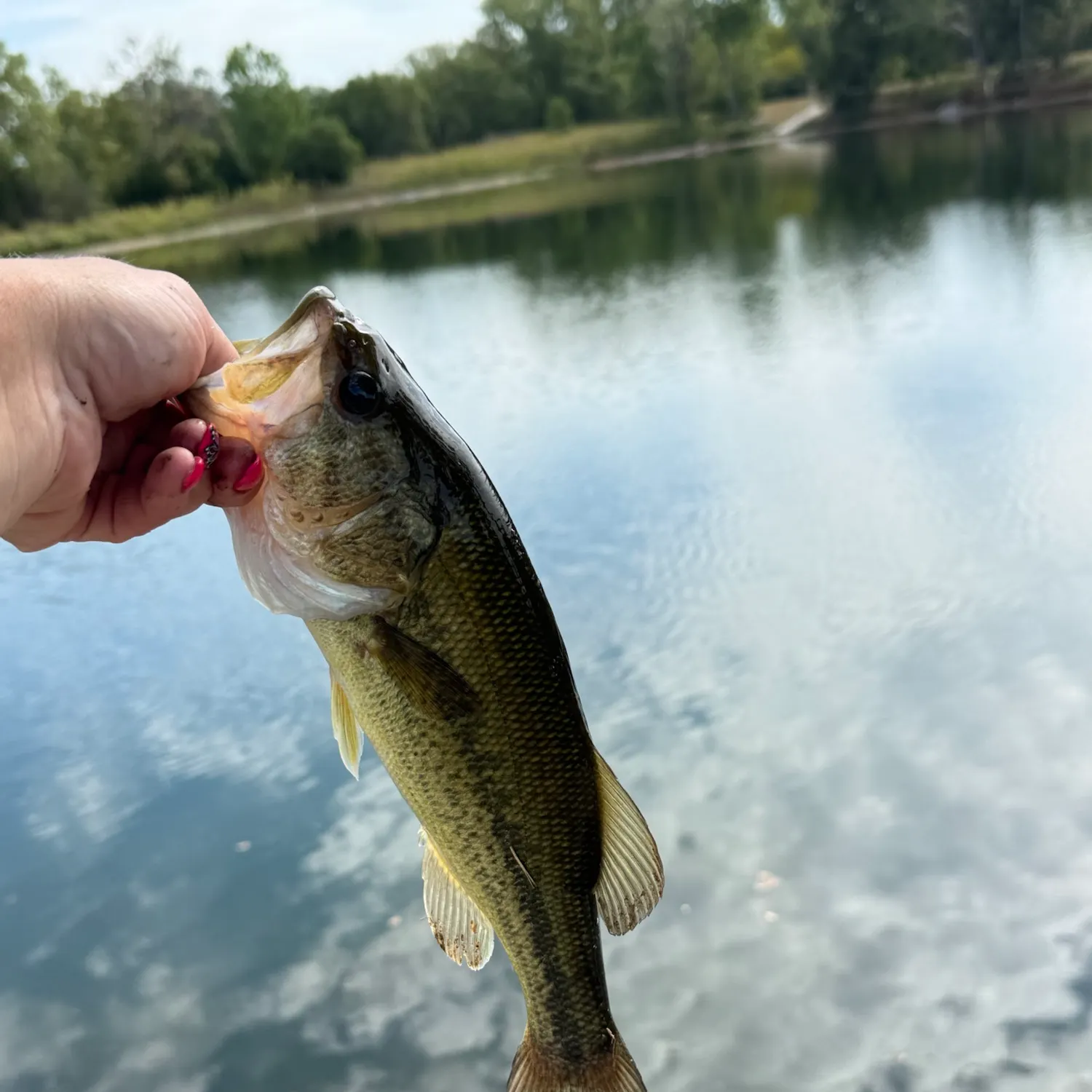 Largemouth bass caught on Fishbrain