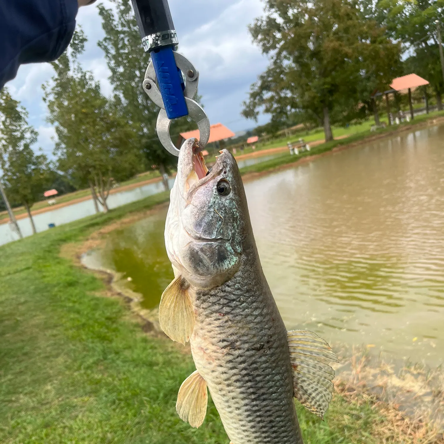 The most recent Trahira catches on Fishbrain