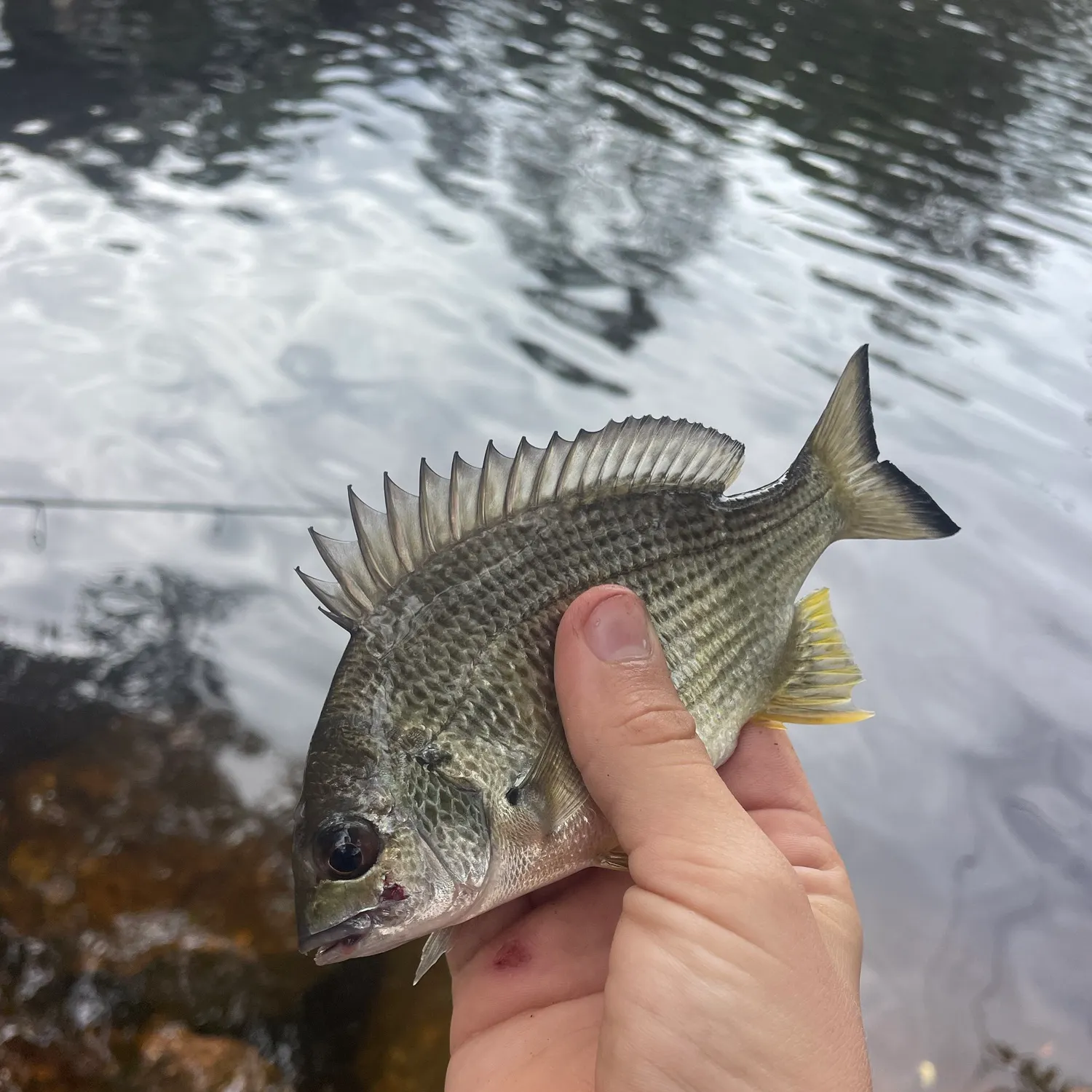 Surf bream caught on Fishbrain