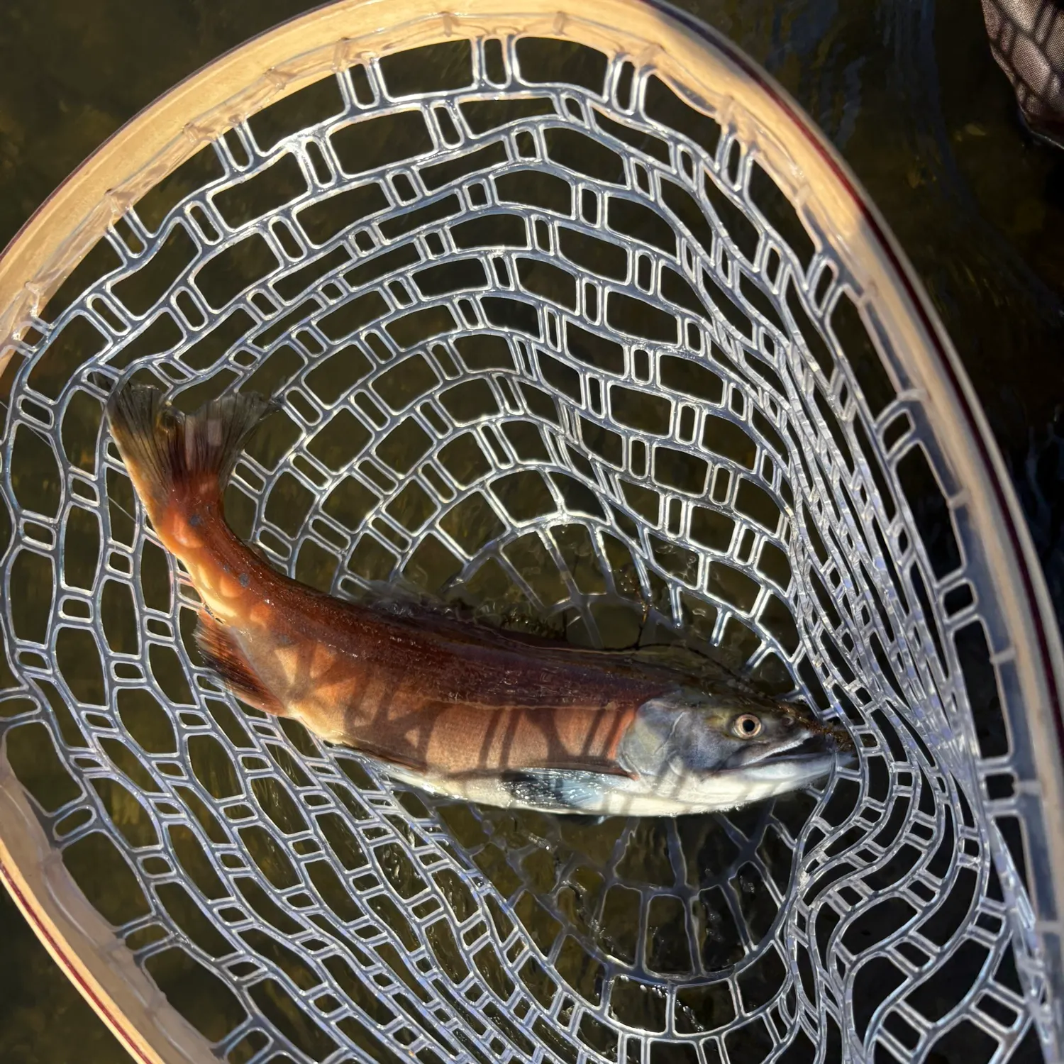 Kokanee salmon caught on Fishbrain