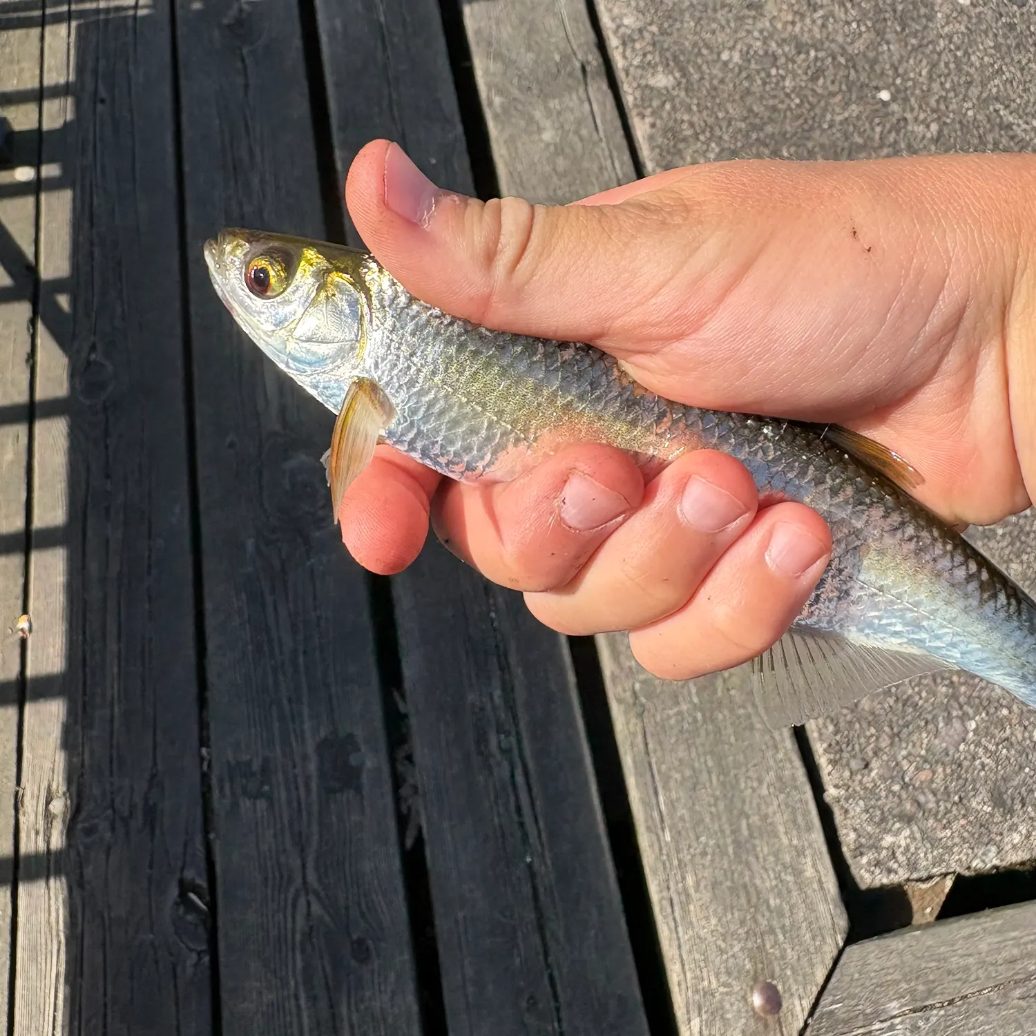 The most recent Common bleak catches on Fishbrain