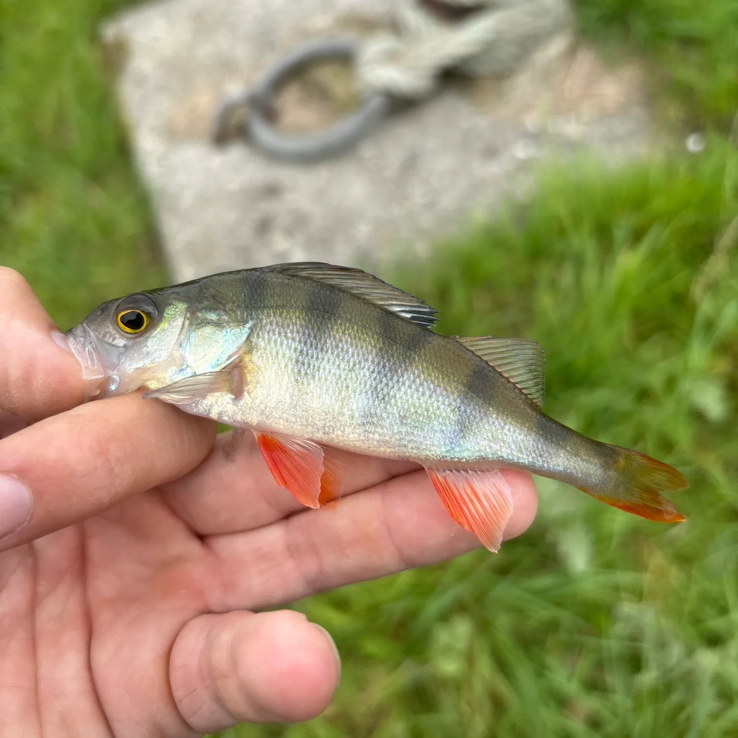 European perch caught on Fishbrain