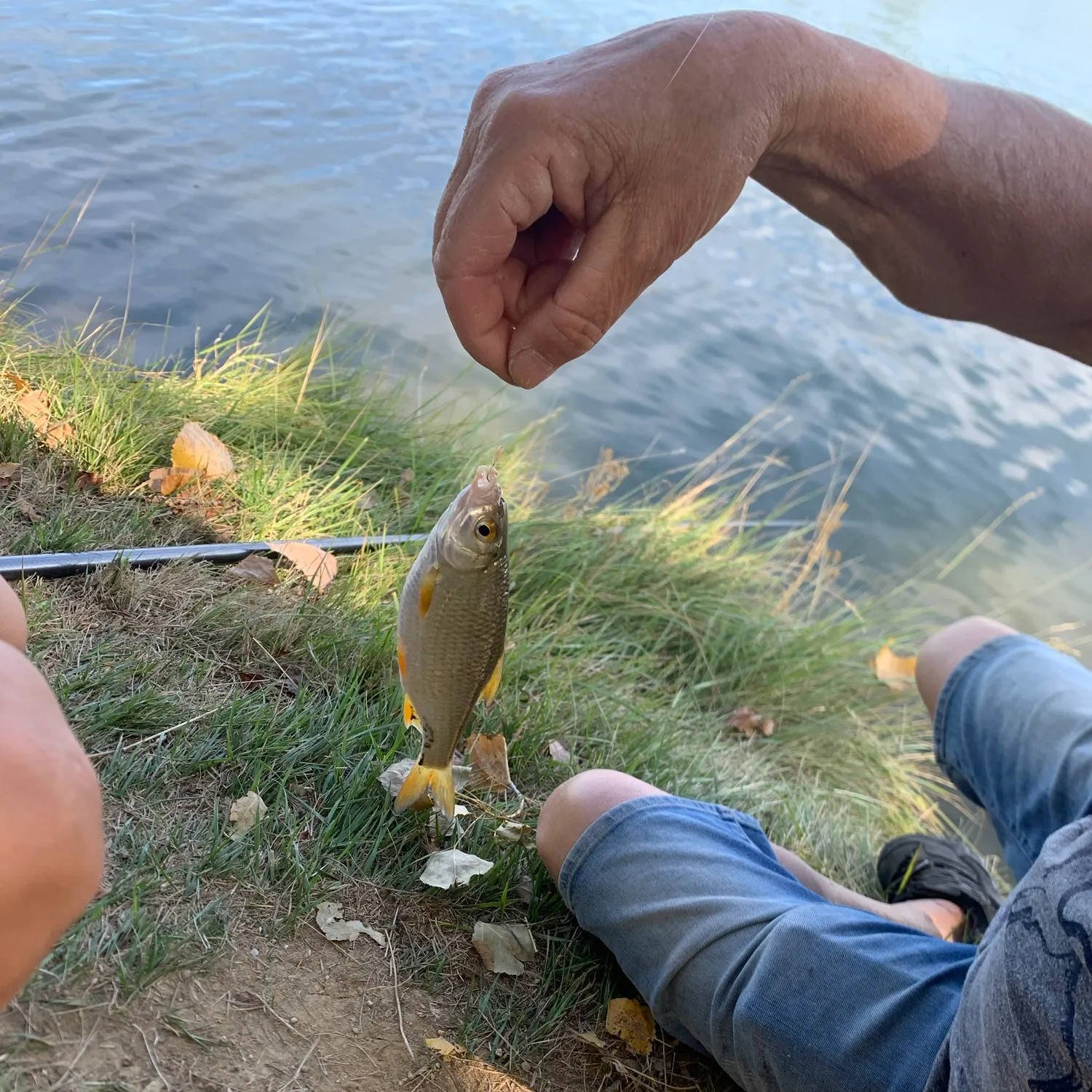 Common roach caught on Fishbrain