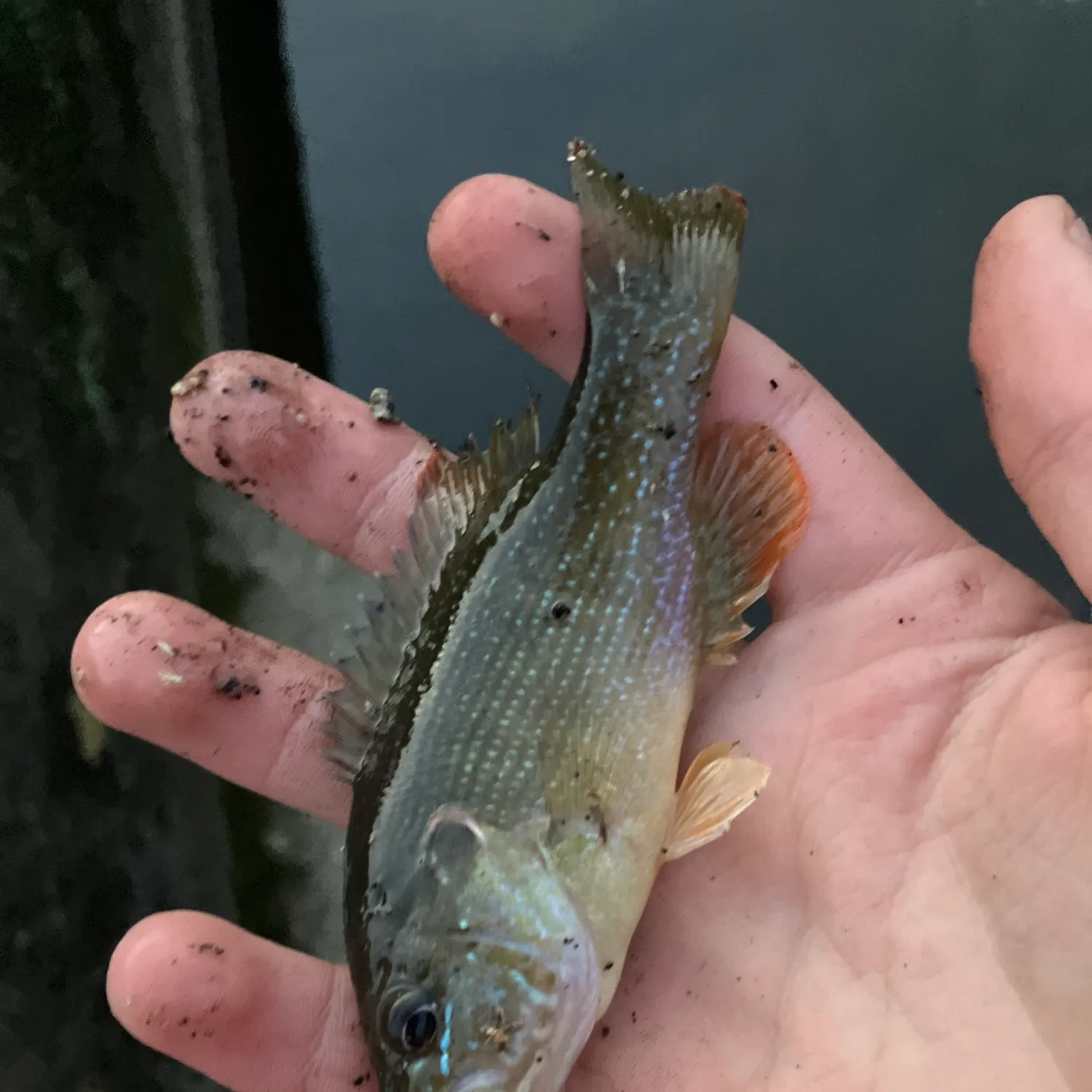 Green sunfish caught on Fishbrain