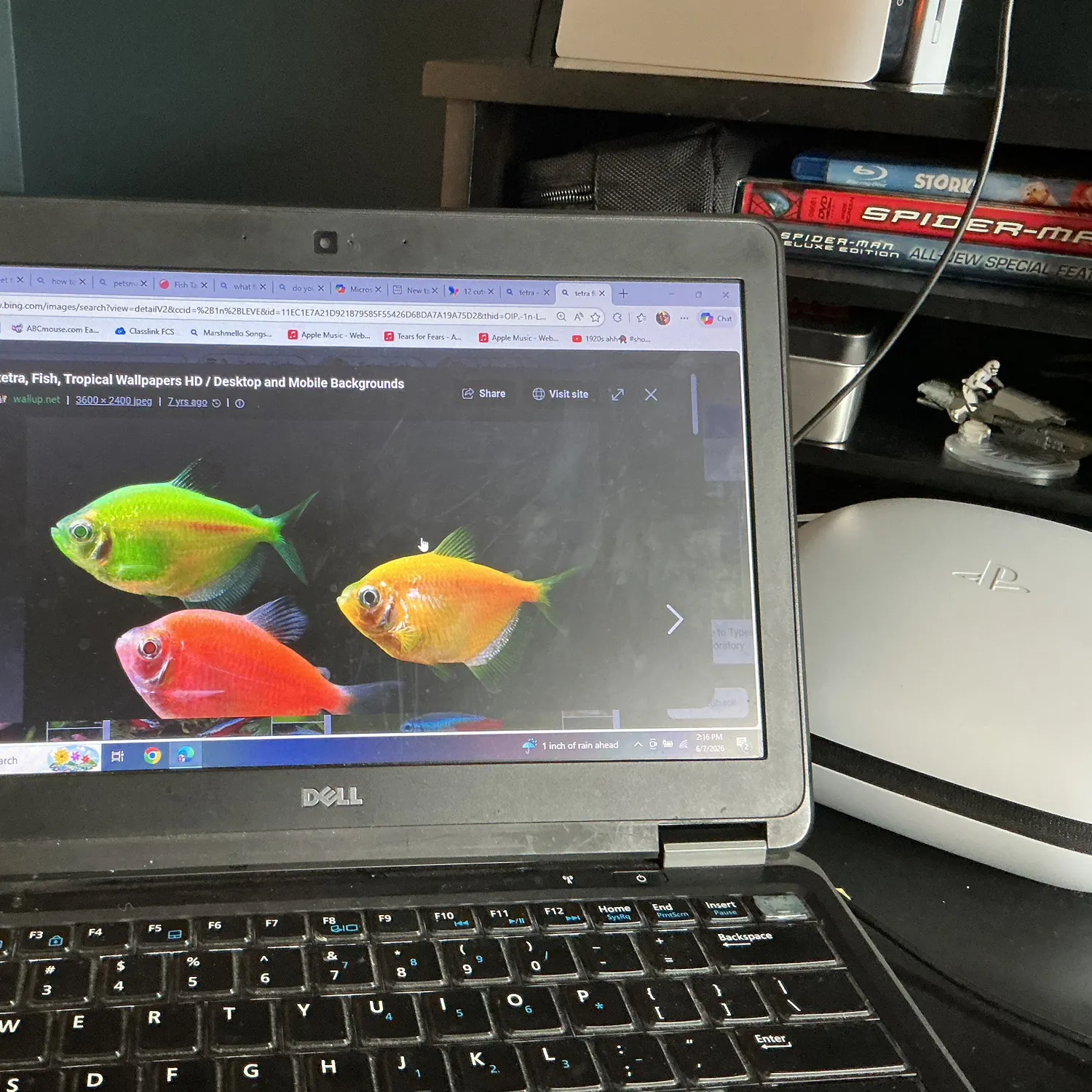 The most recent Tiete tetra catches on Fishbrain