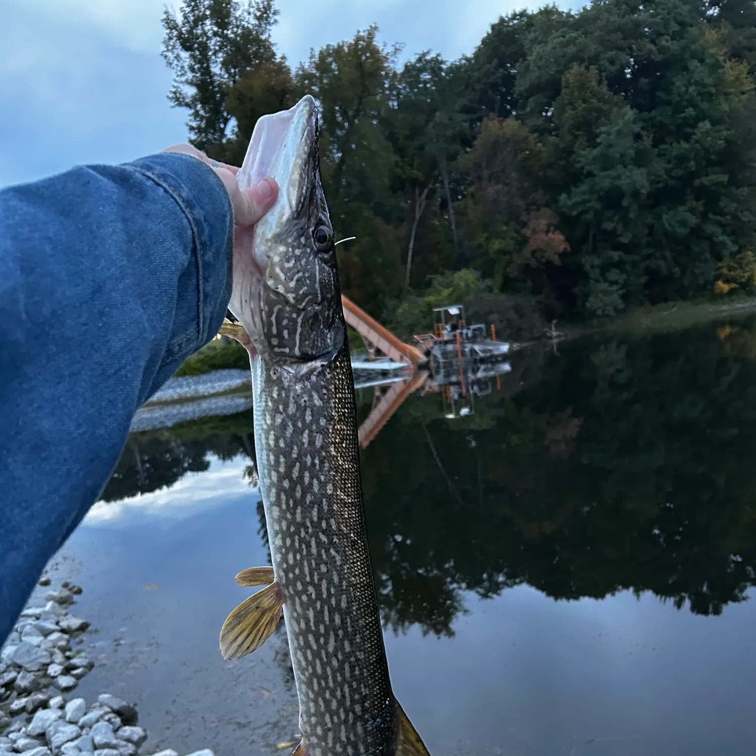 Northern pike caught on Fishbrain