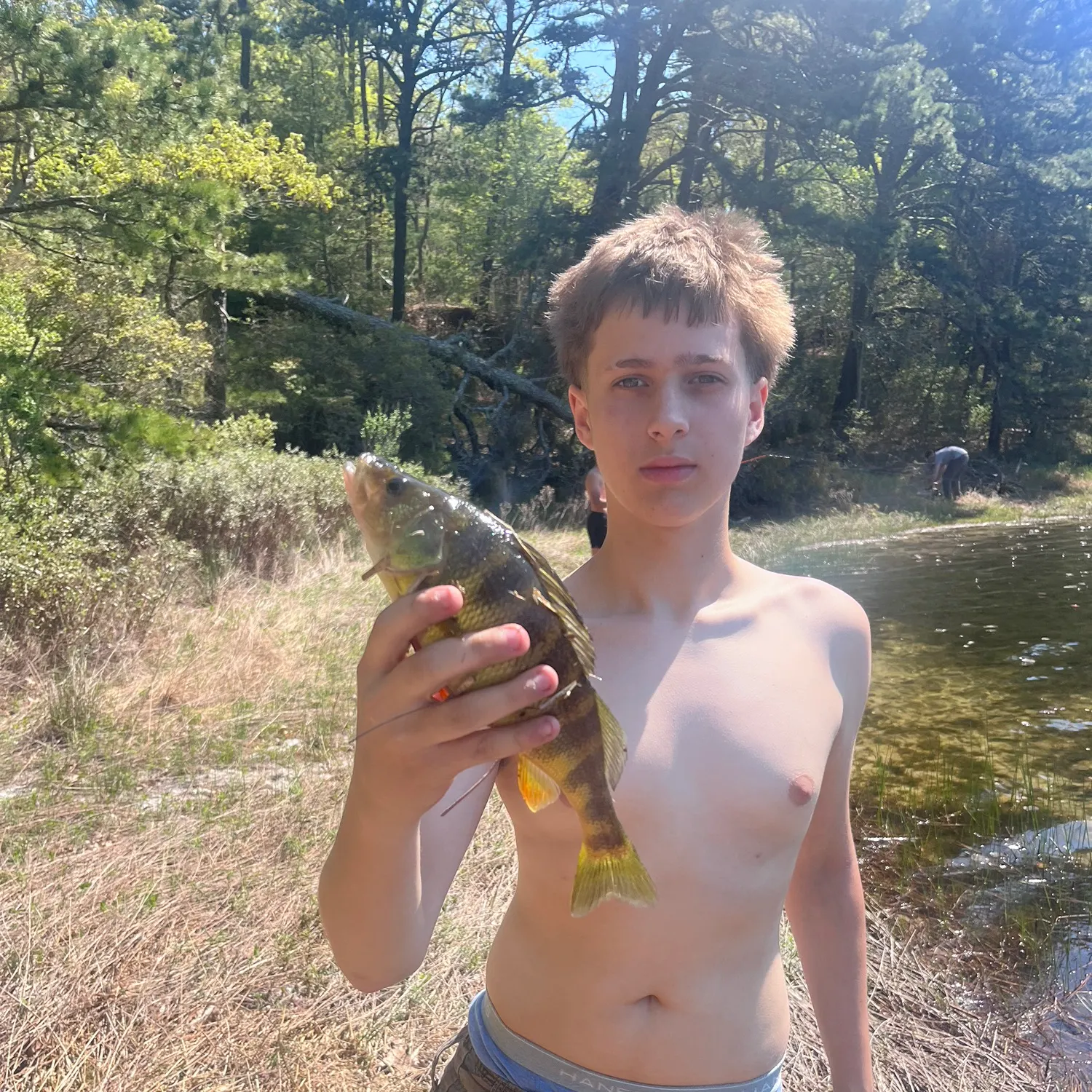 Yellow perch caught on Fishbrain