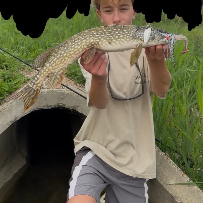Northern pike caught on Fishbrain