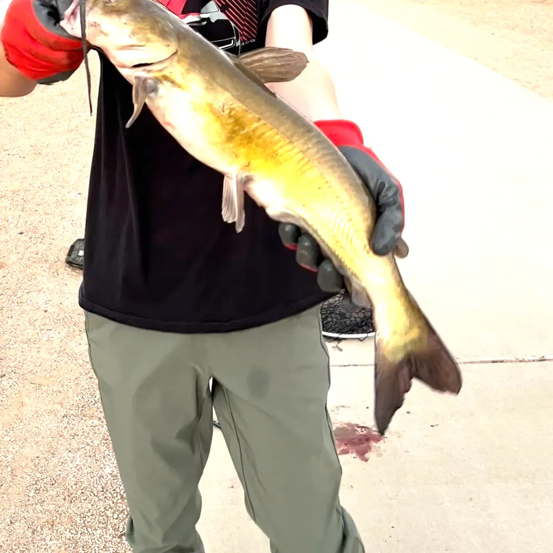 Channel catfish caught on Fishbrain