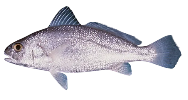 Sharpnose hammer croaker