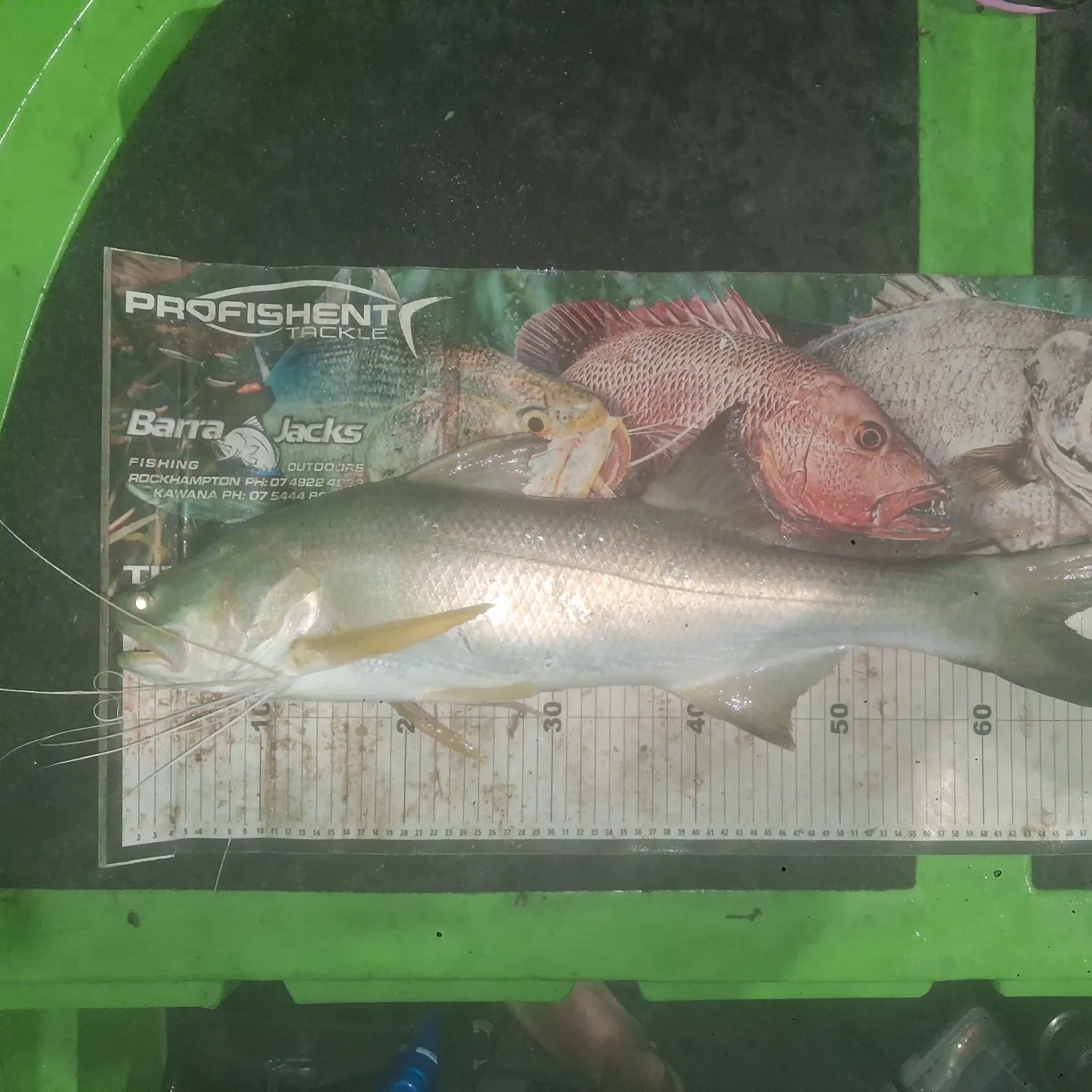 The most recent King threadfin catches on Fishbrain