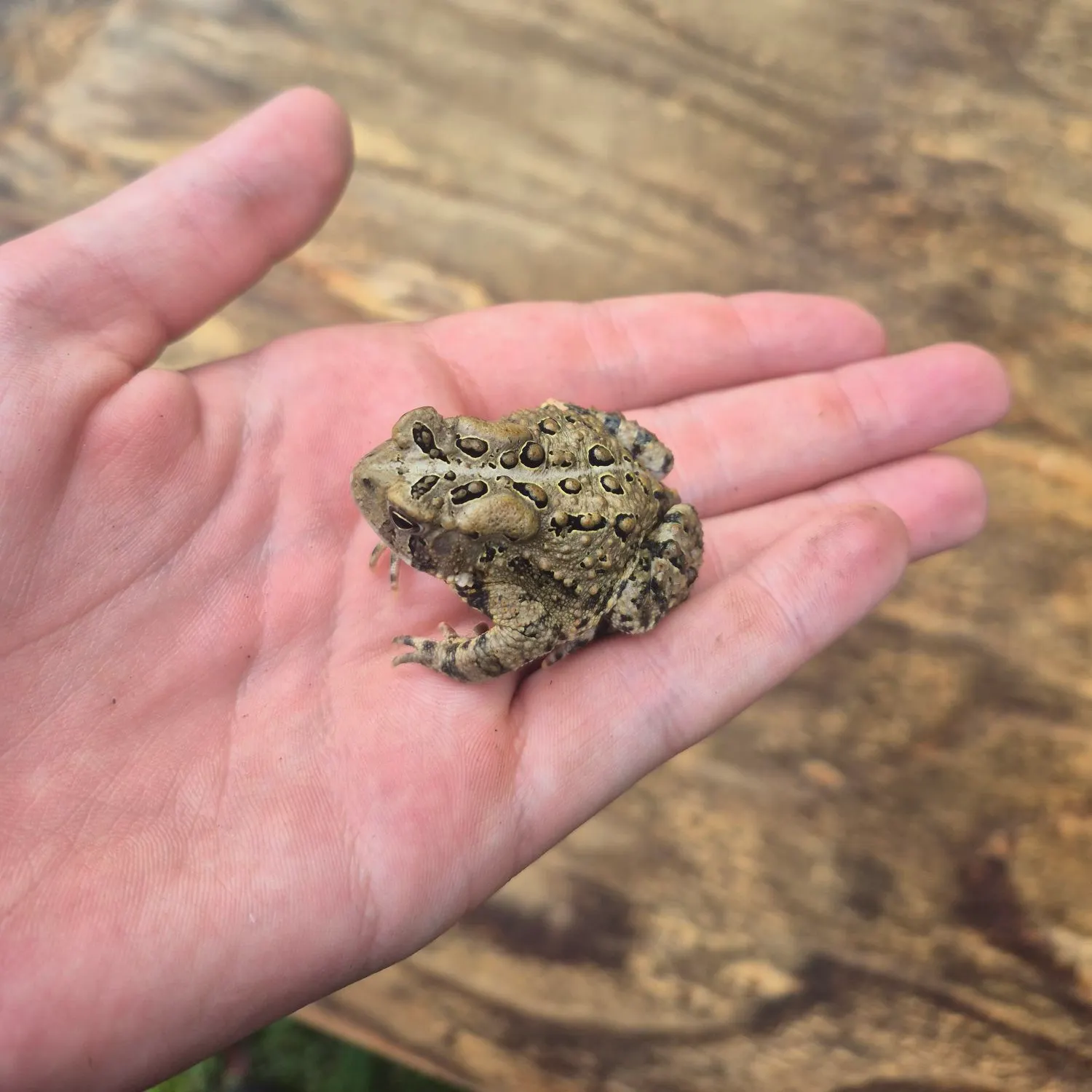 American bullfrog caught on Fishbrain