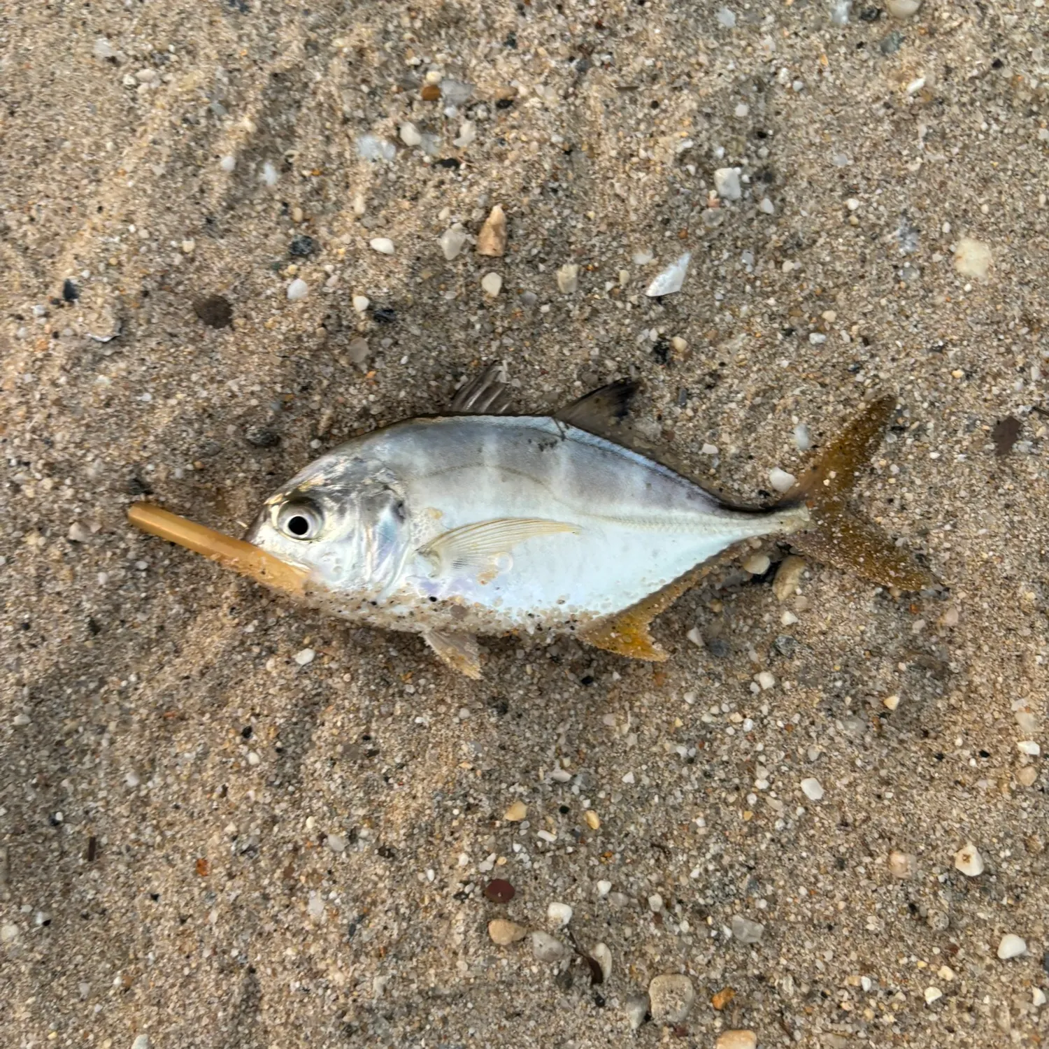 Horse-eye jack caught on Fishbrain