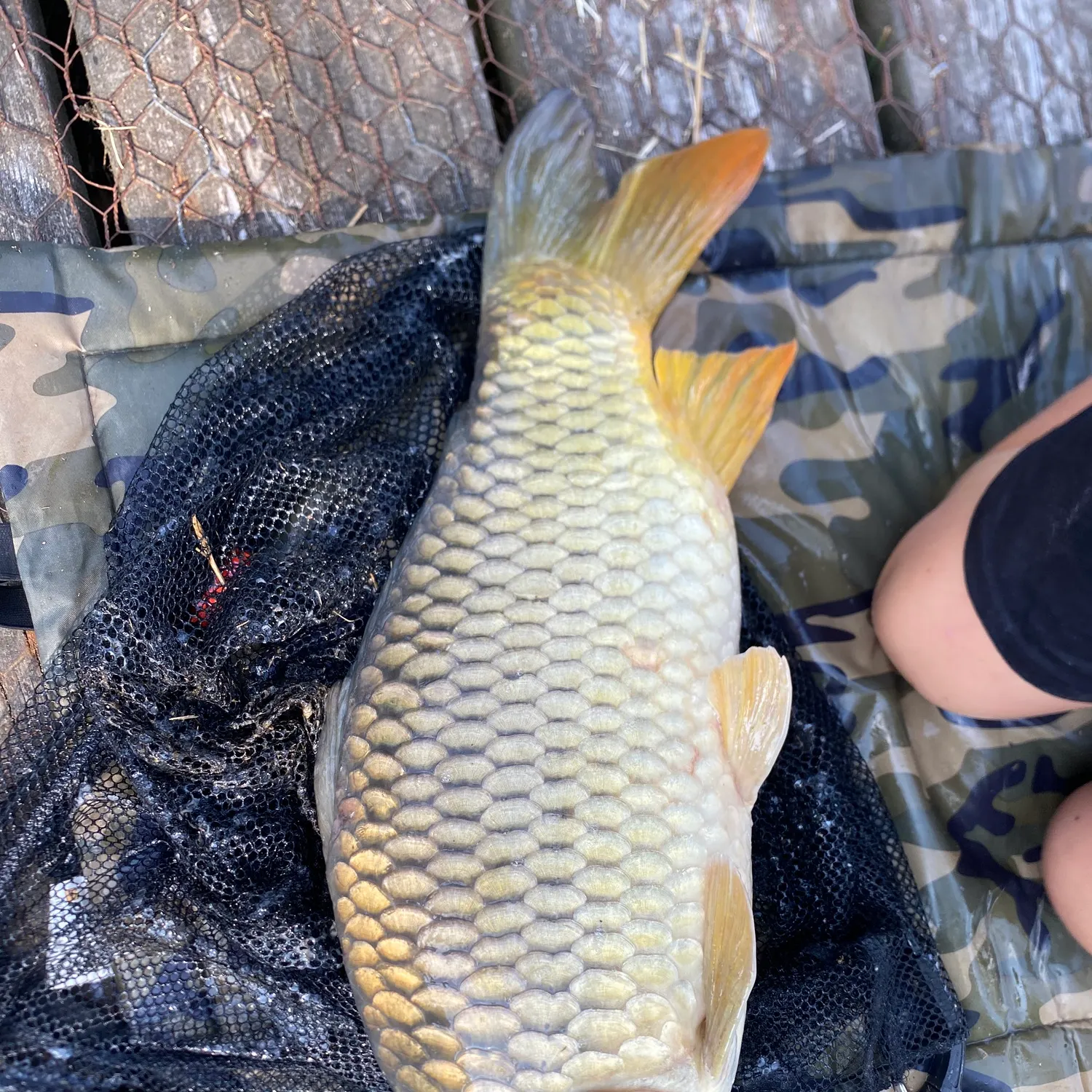 Common carp caught on Fishbrain