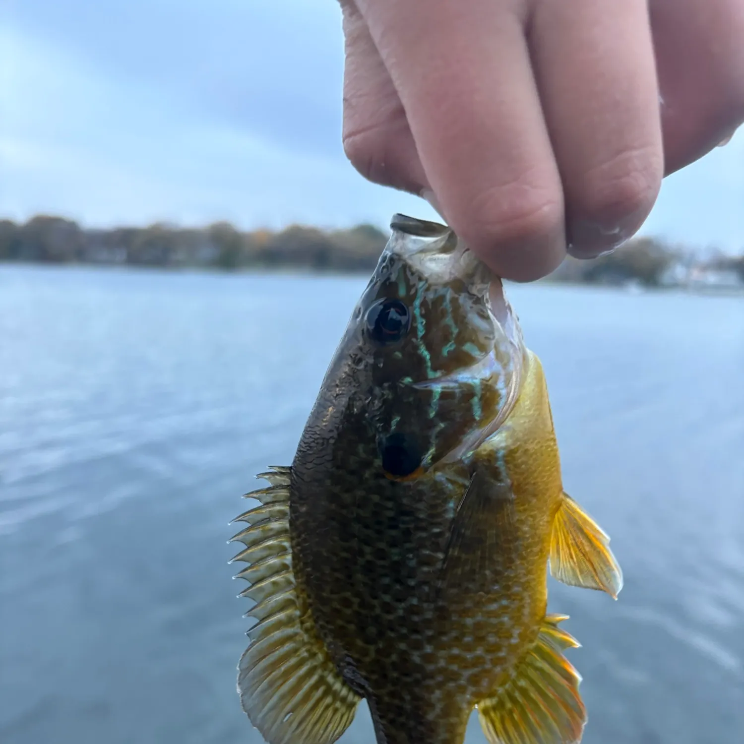 Greengill hybrid caught on Fishbrain