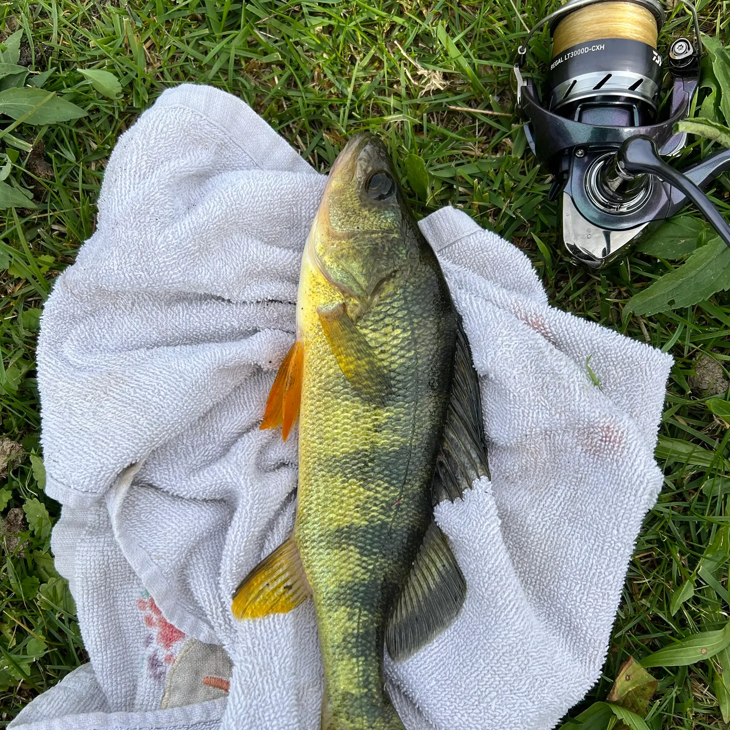 Yellow perch caught on Fishbrain