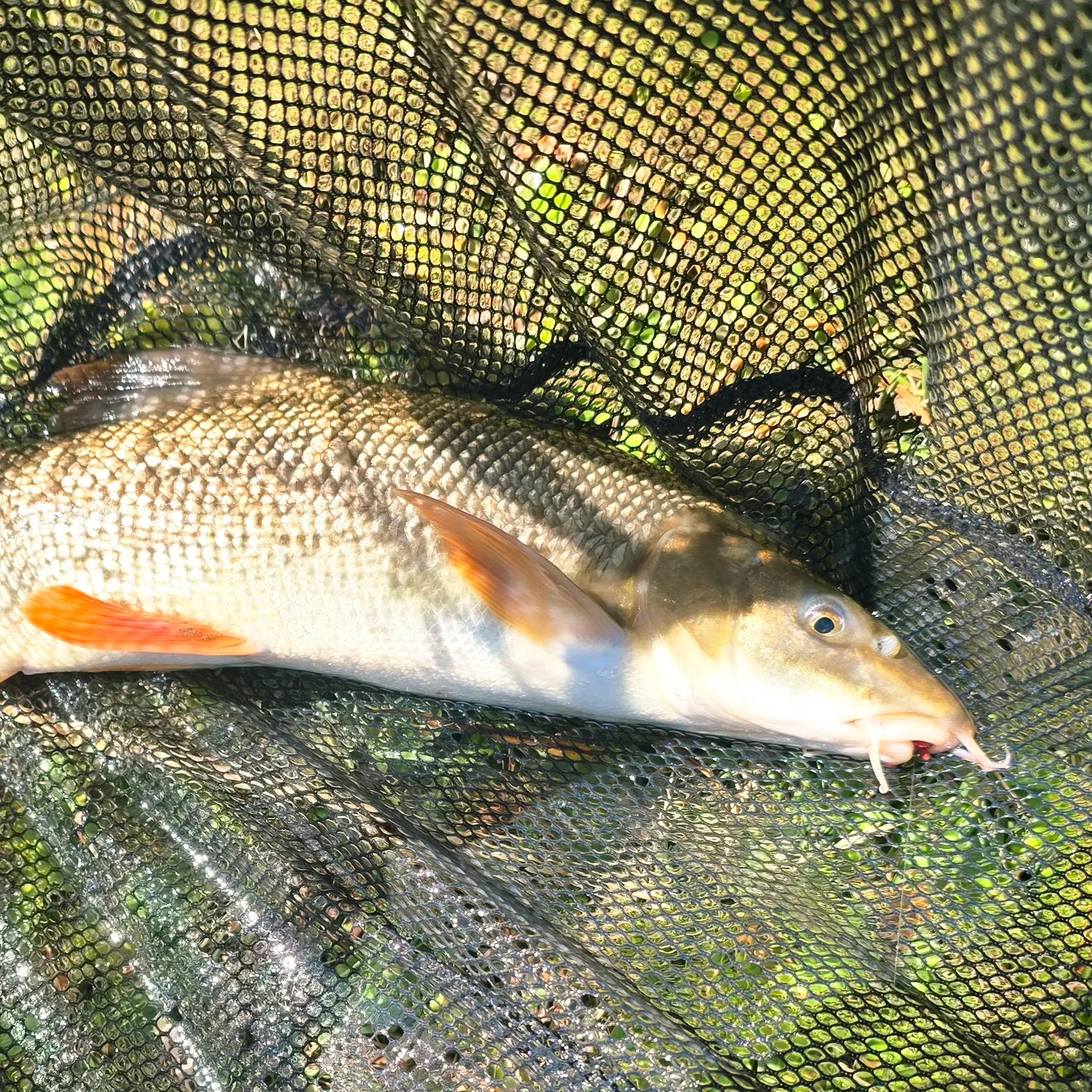 The most recent Common barbel catches on Fishbrain