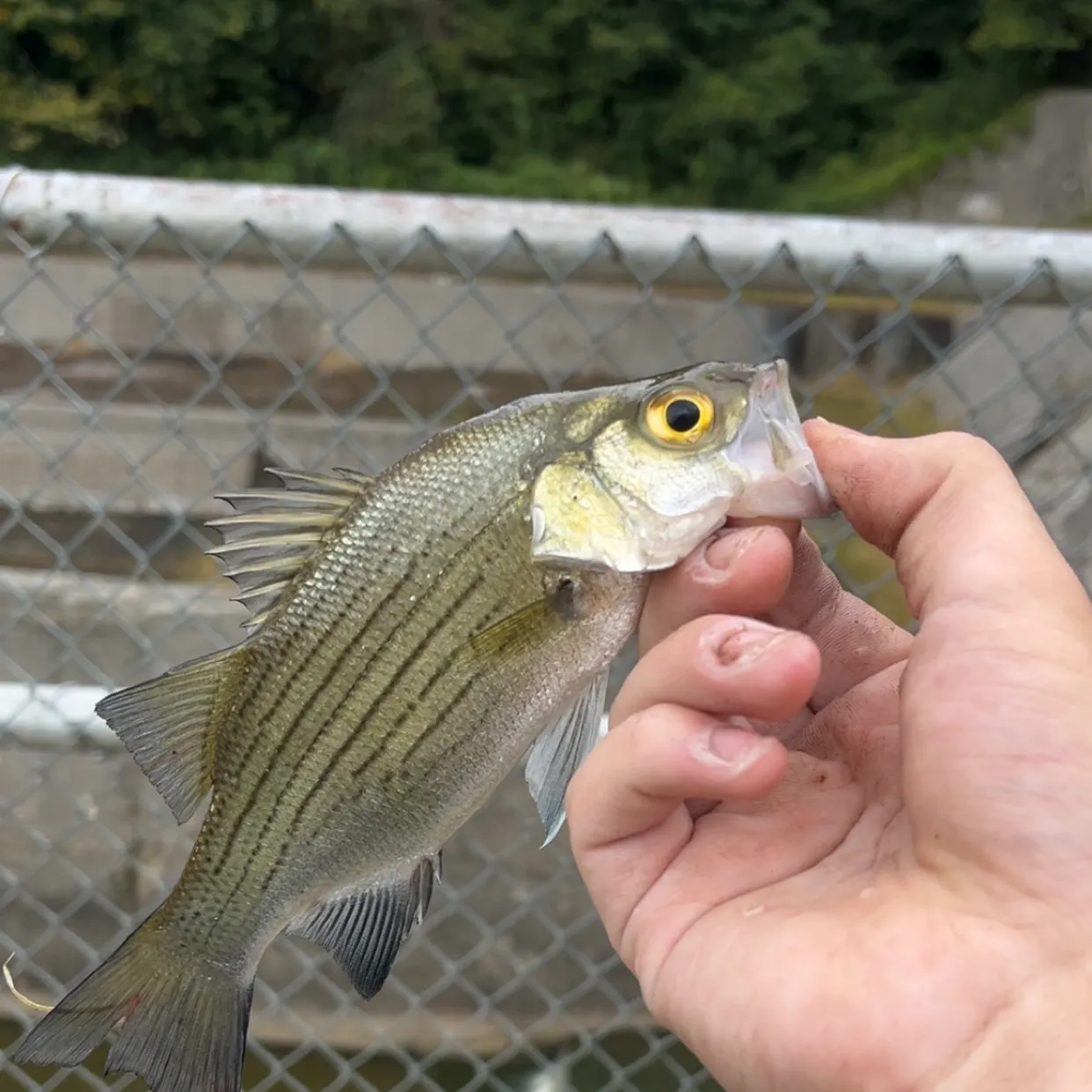 White bass caught on Fishbrain