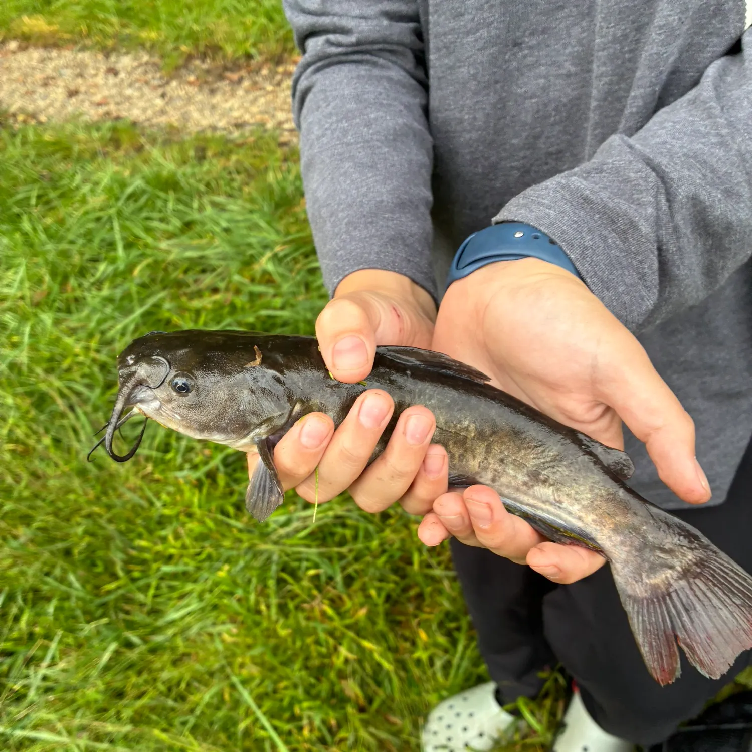 Black bullhead caught on Fishbrain
