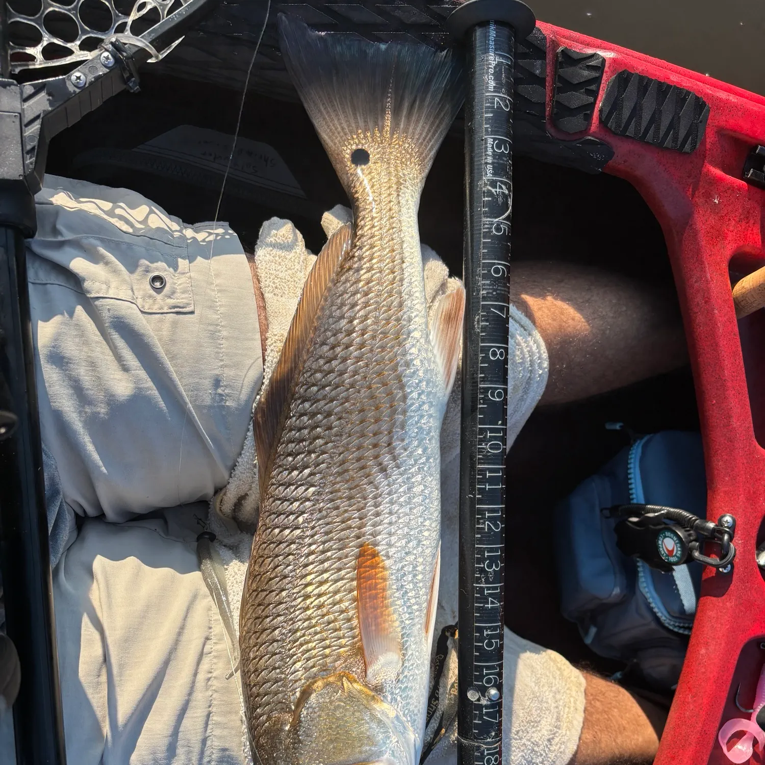Red drum caught on Fishbrain