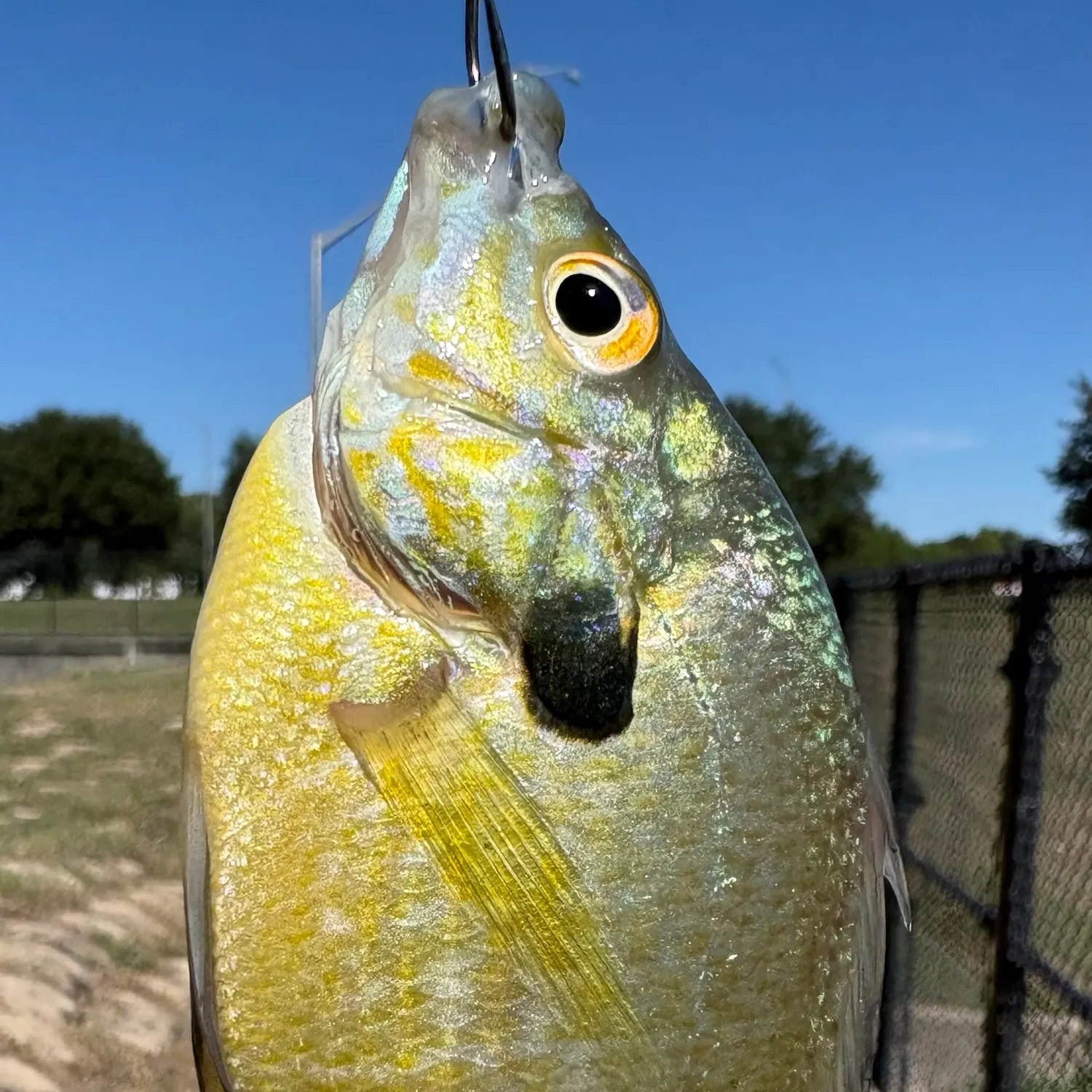 Bluegill caught on Fishbrain