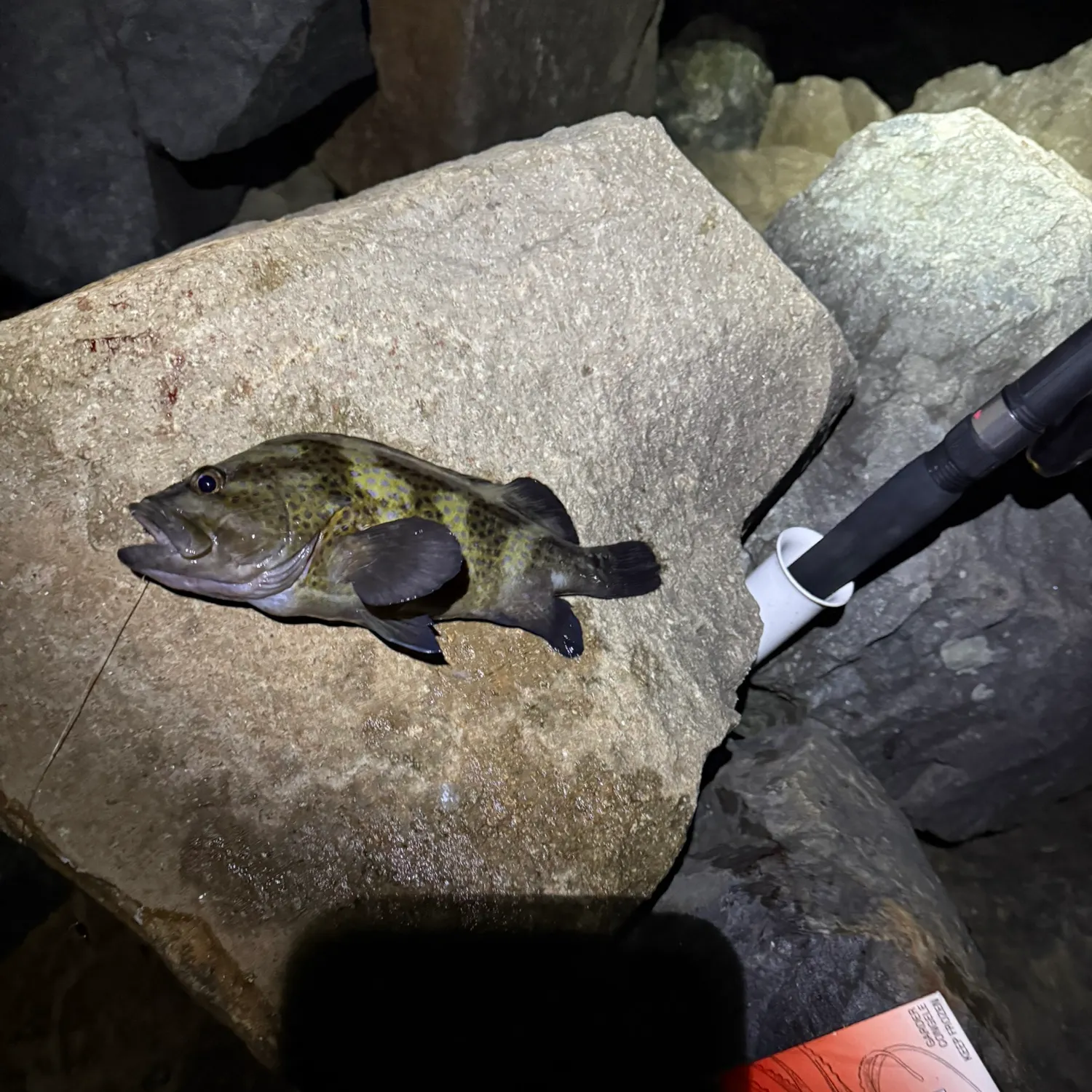 Eastern wirrah caught on Fishbrain