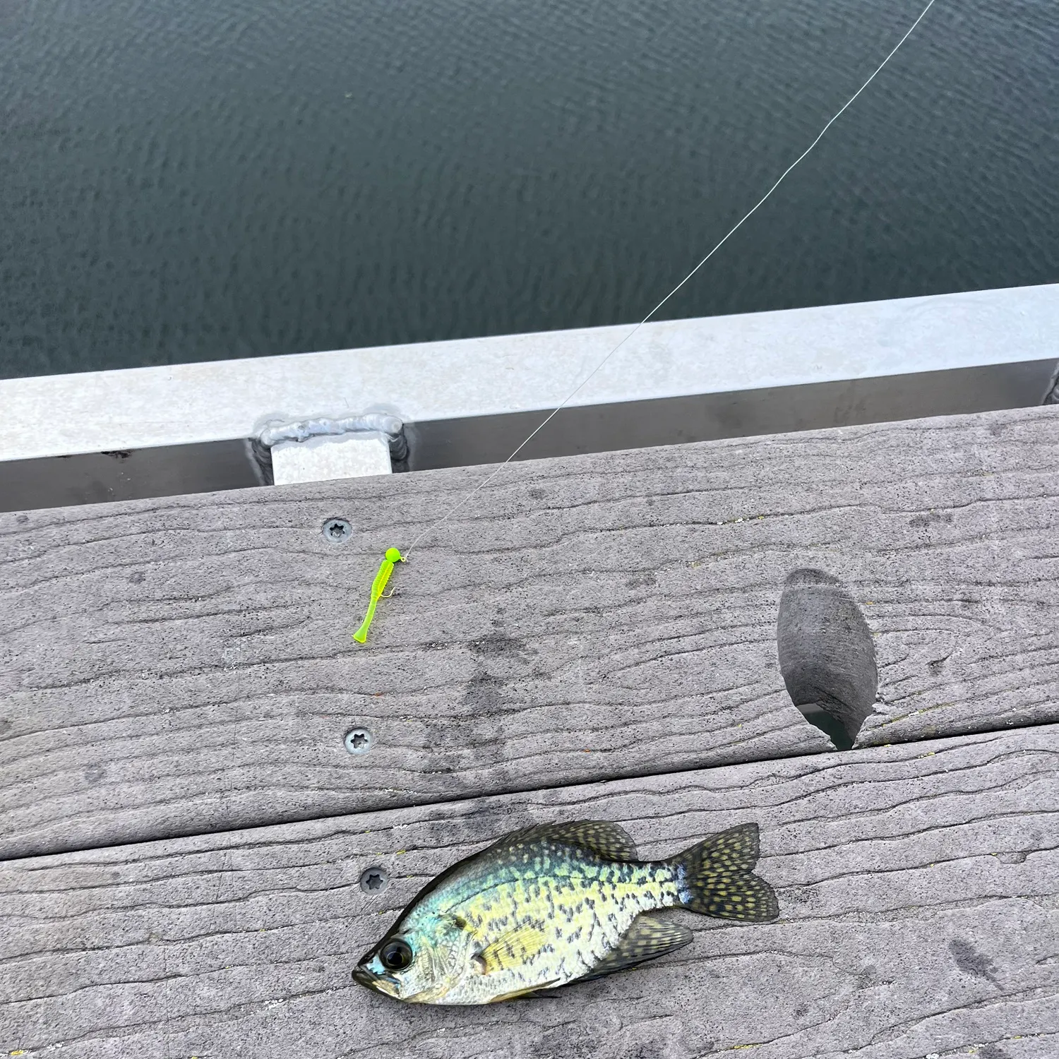 Black crappie caught on Fishbrain