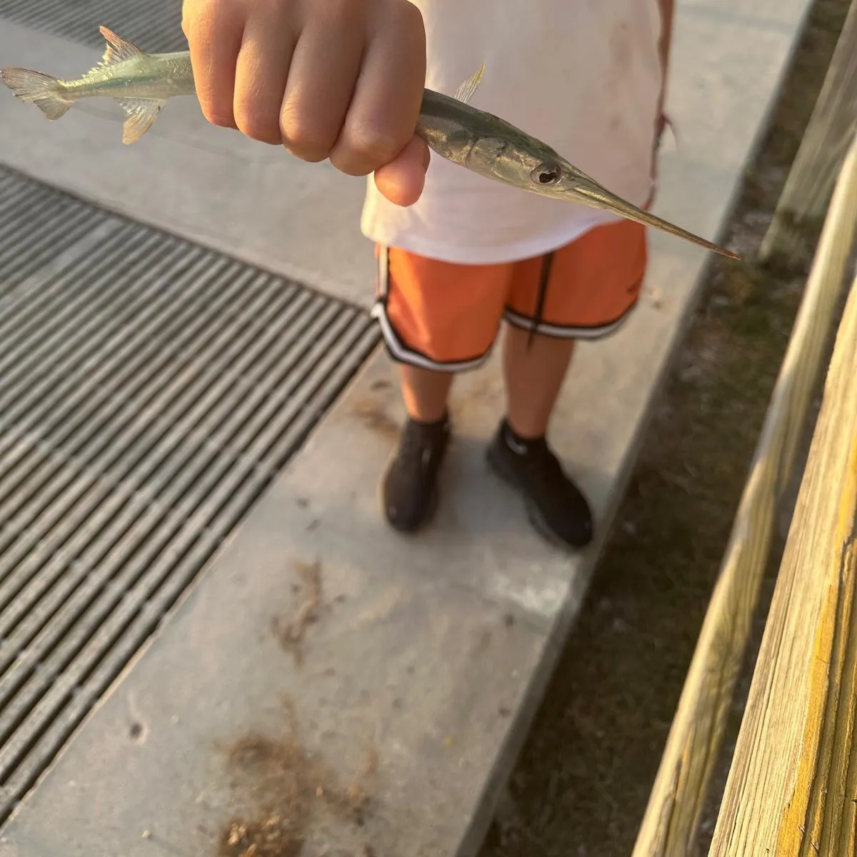 The most recent Redfin needlefish catches on Fishbrain