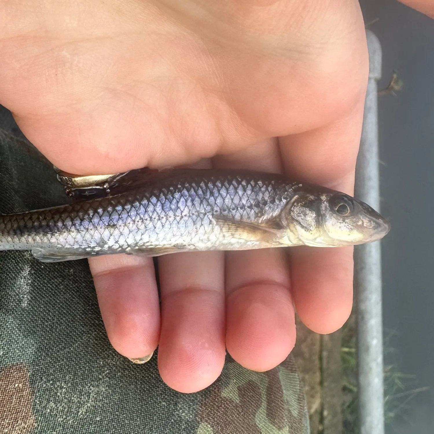 The most recent Gudgeon catches on Fishbrain