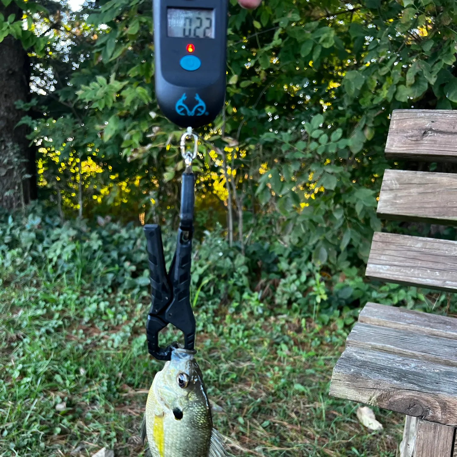 Bluegill caught on Fishbrain