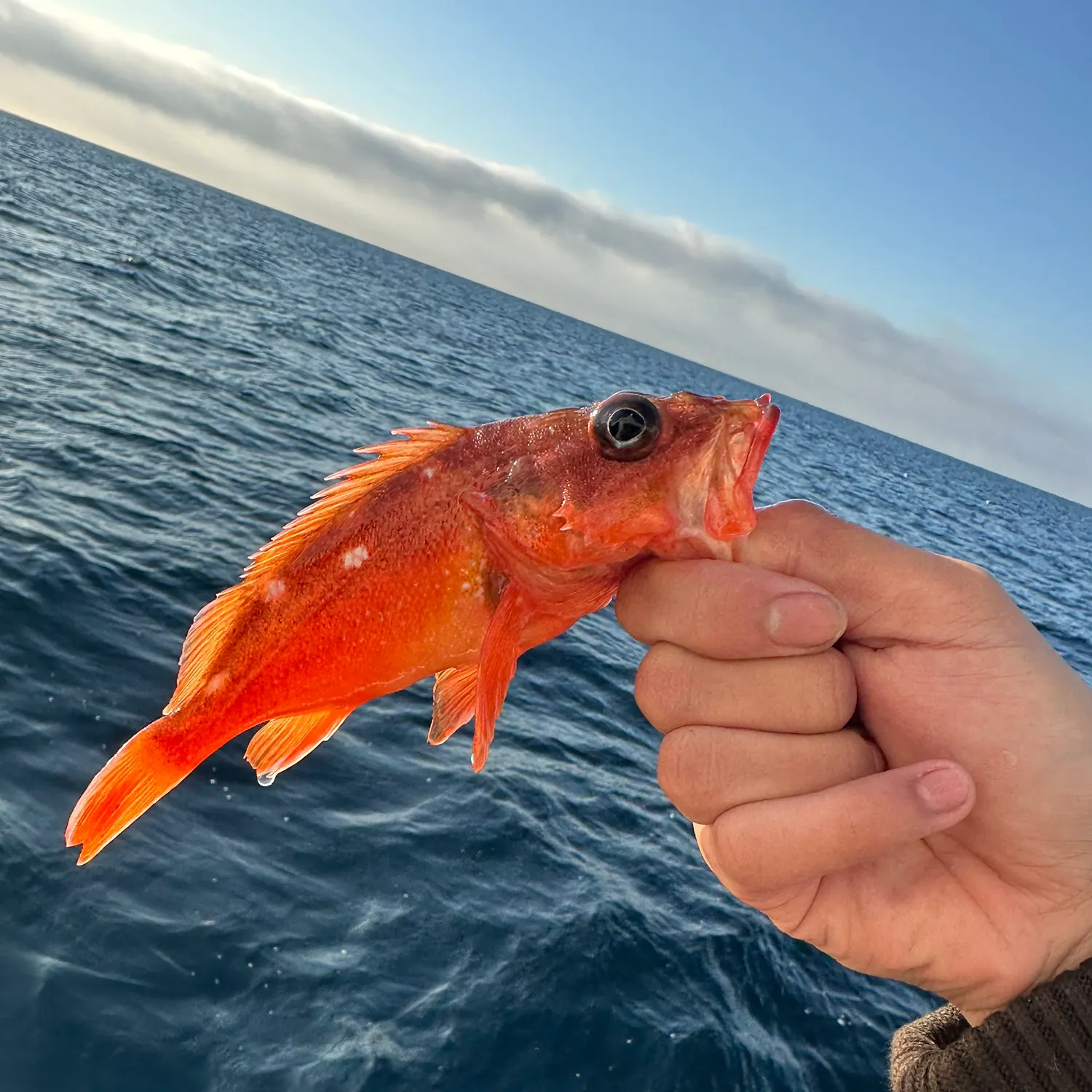 The most recent Starry rockfish catches on Fishbrain