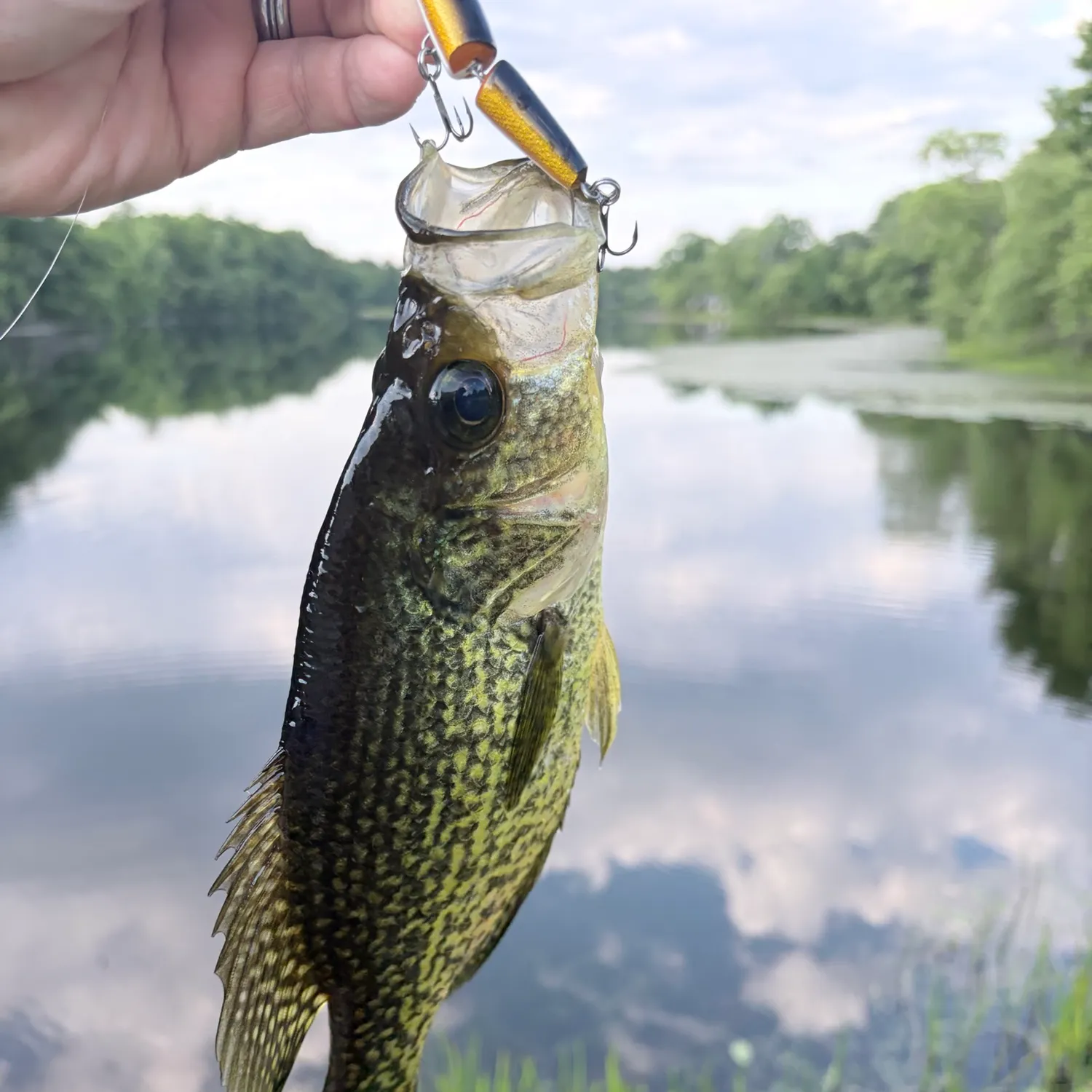 Black crappie caught on Fishbrain