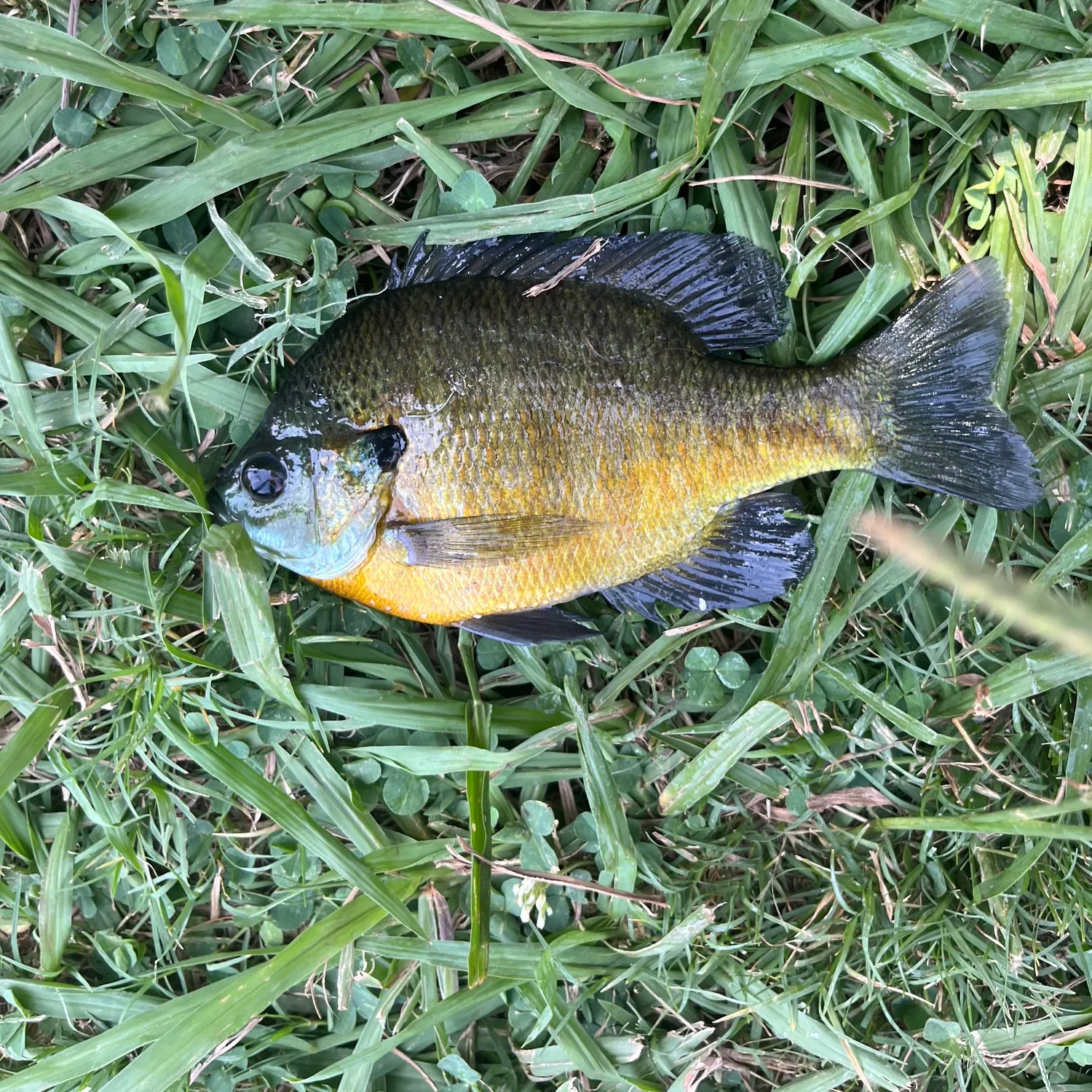 Bluegill caught on Fishbrain