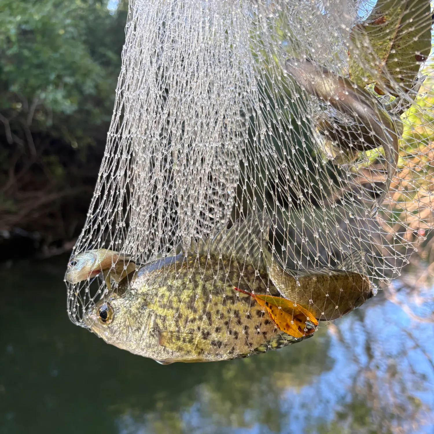 Black crappie caught on Fishbrain