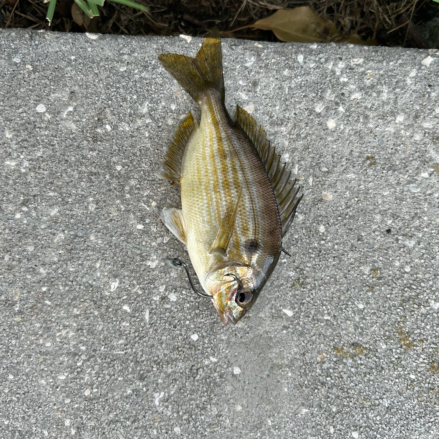 Pinfish caught on Fishbrain