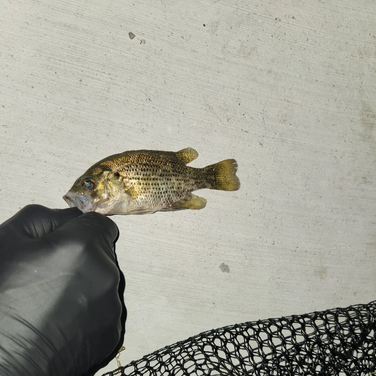 Rock bass caught on Fishbrain