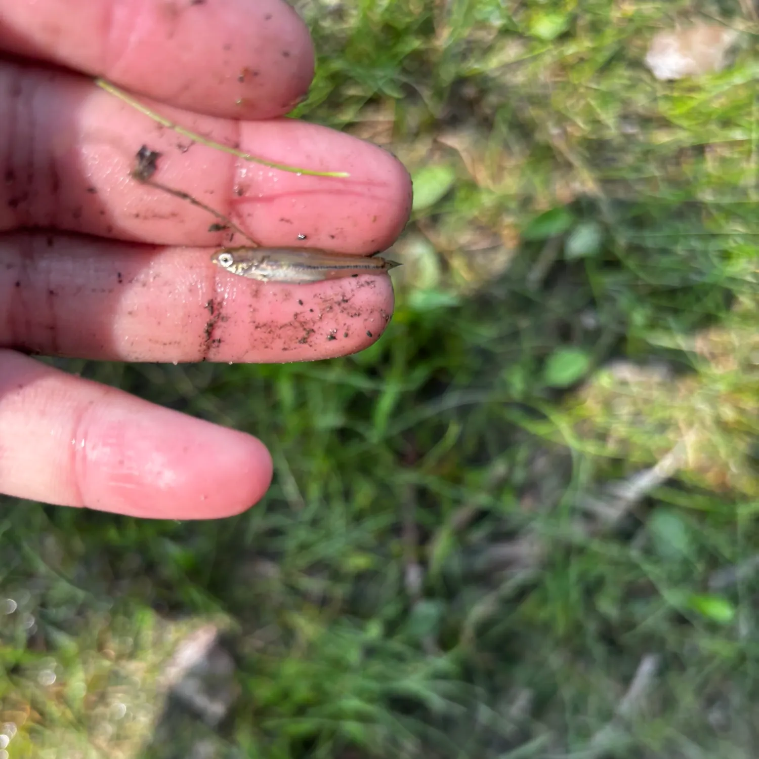 The most recent Bluntnose minnow catches on Fishbrain