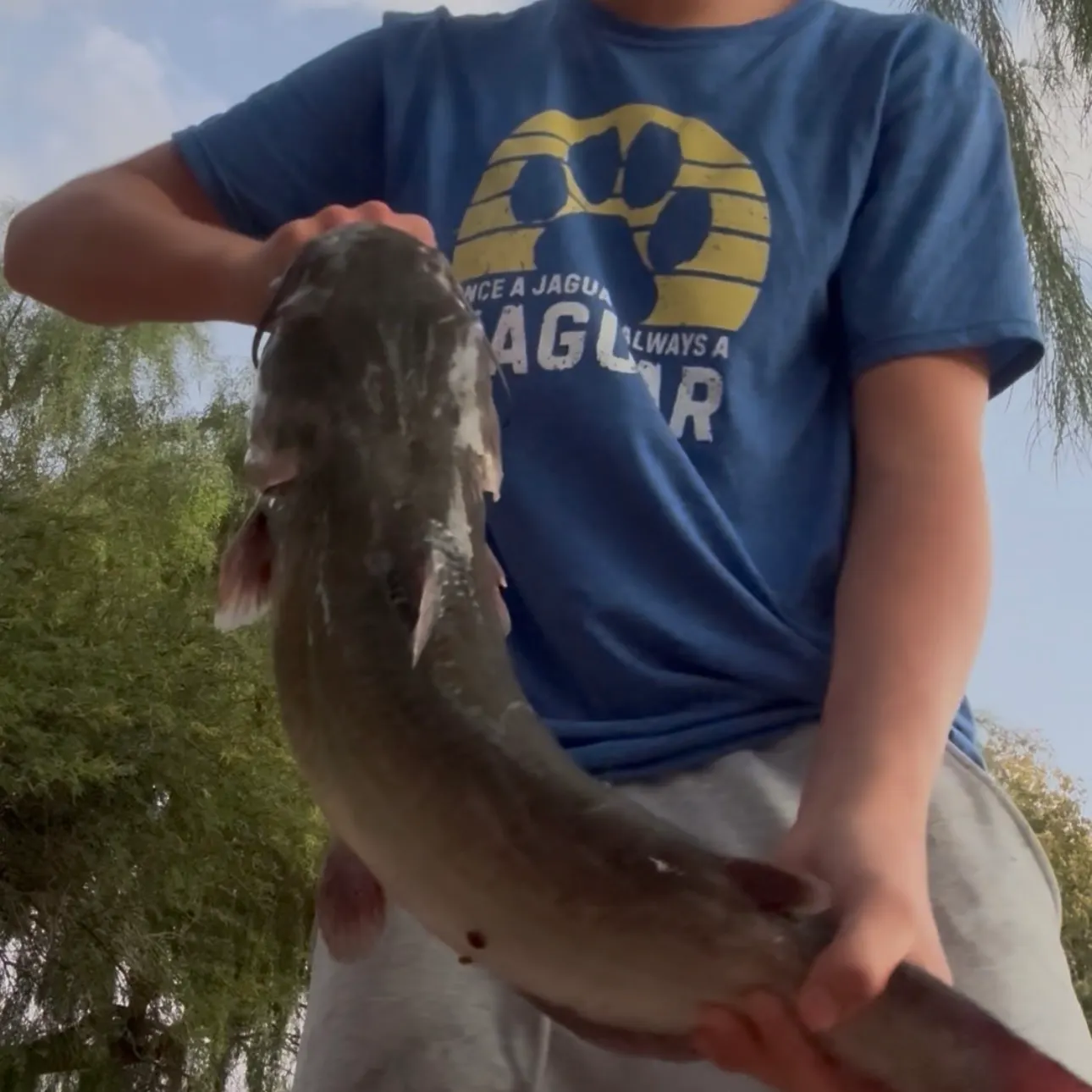 Channel catfish caught on Fishbrain