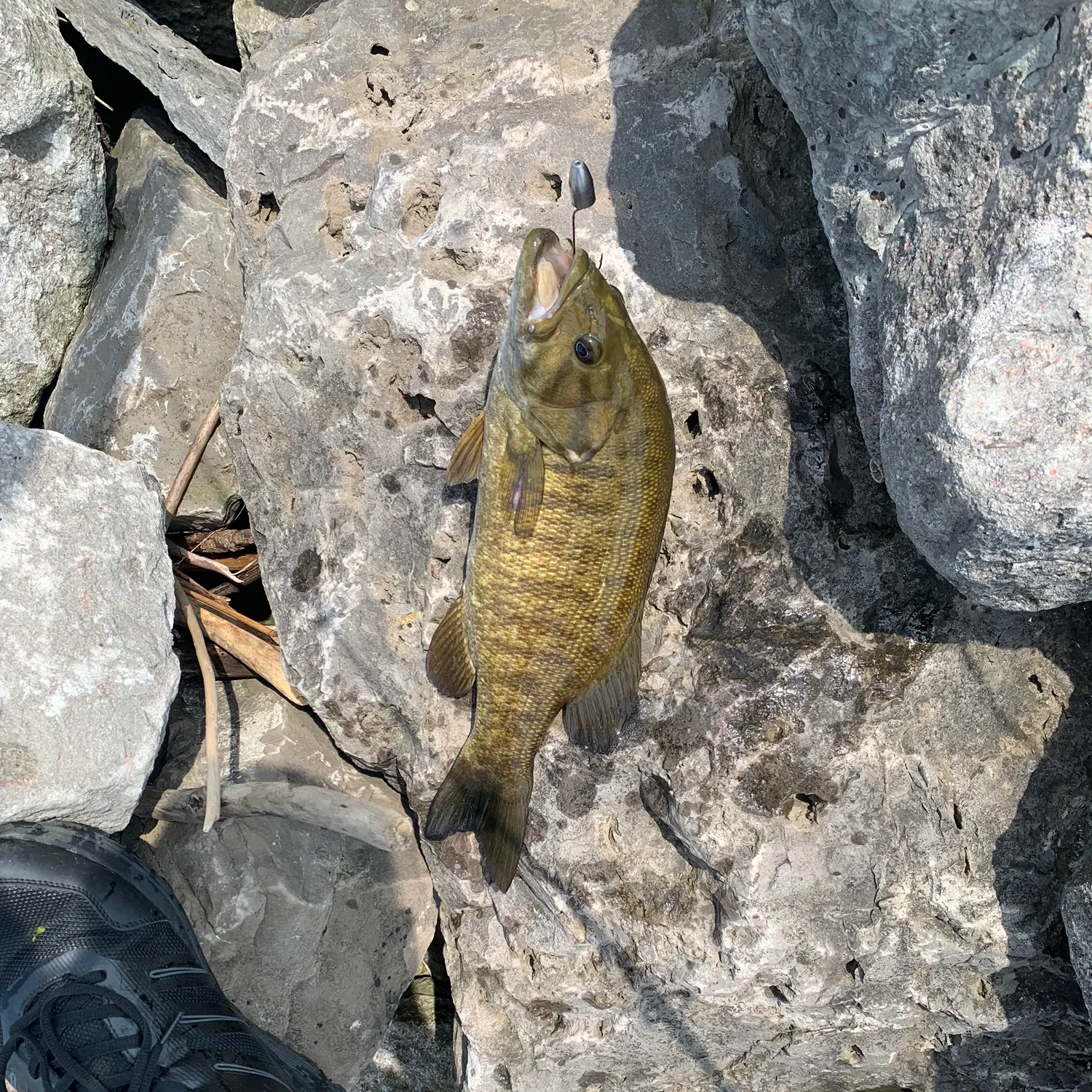 angler catch