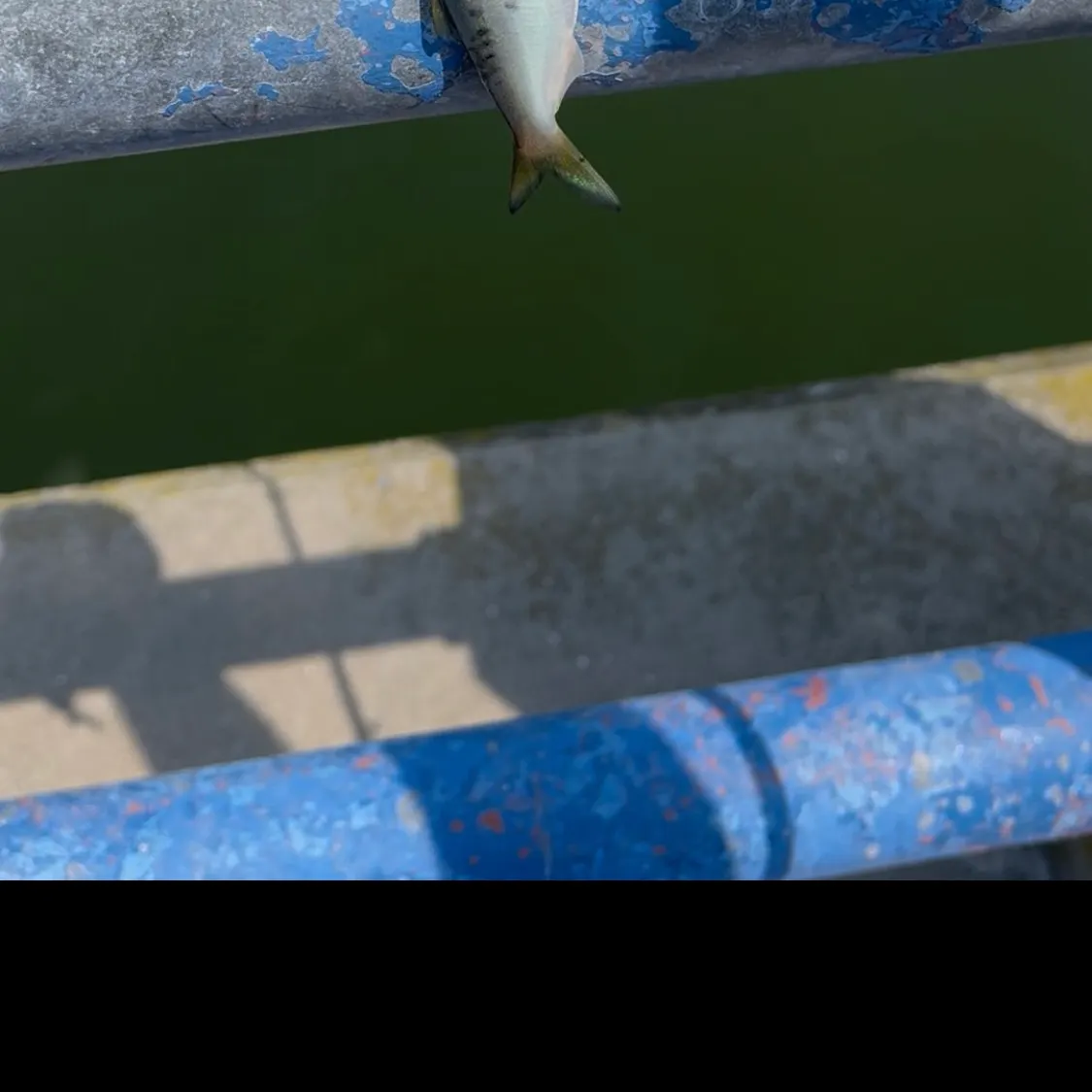 The most recent Atlantic menhaden catches on Fishbrain