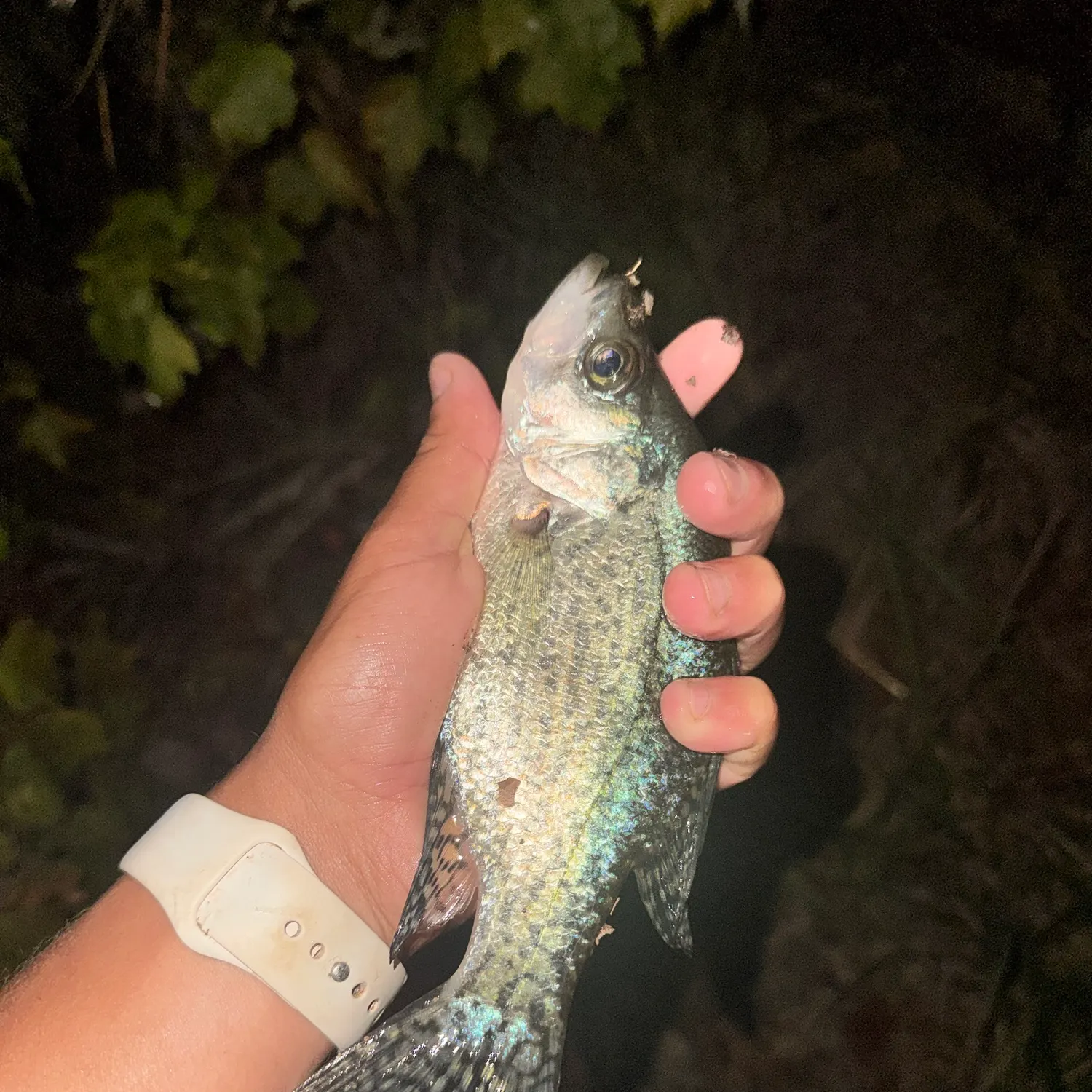 Black crappie caught on Fishbrain