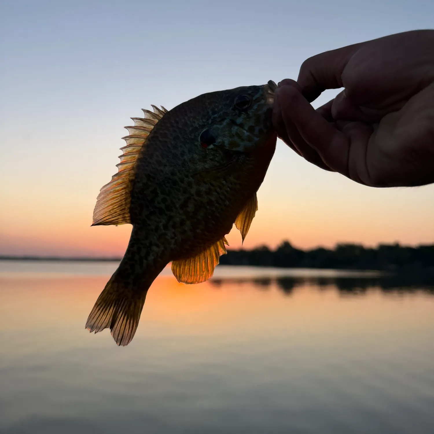Pumpkinseed caught on Fishbrain