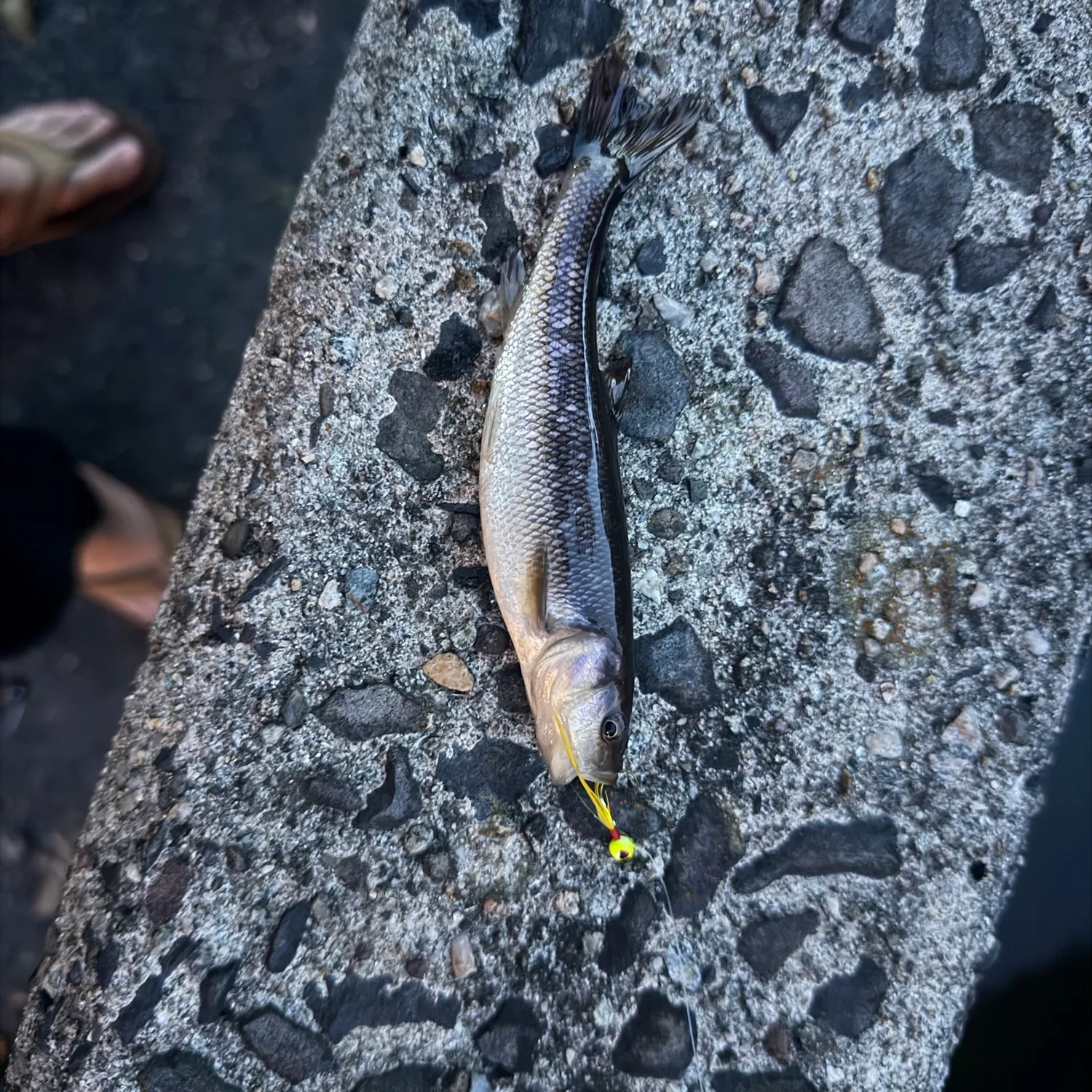 Creek chub caught on Fishbrain