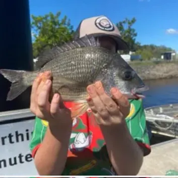 The most recent Pacific seabream catches on Fishbrain