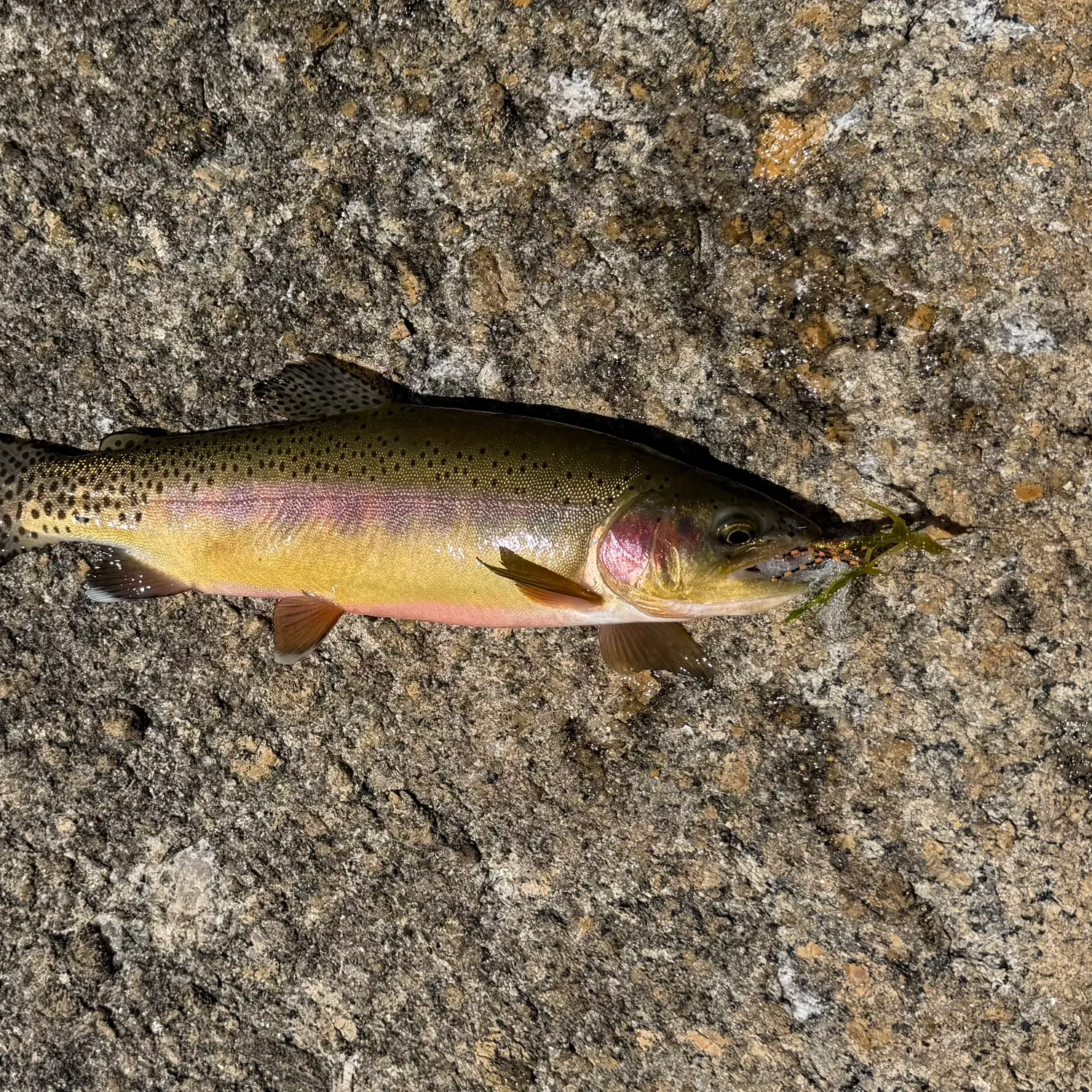 The most recent Golden trout catches on Fishbrain