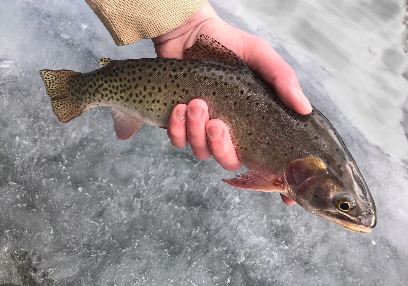 Colorado river cutthroat trout