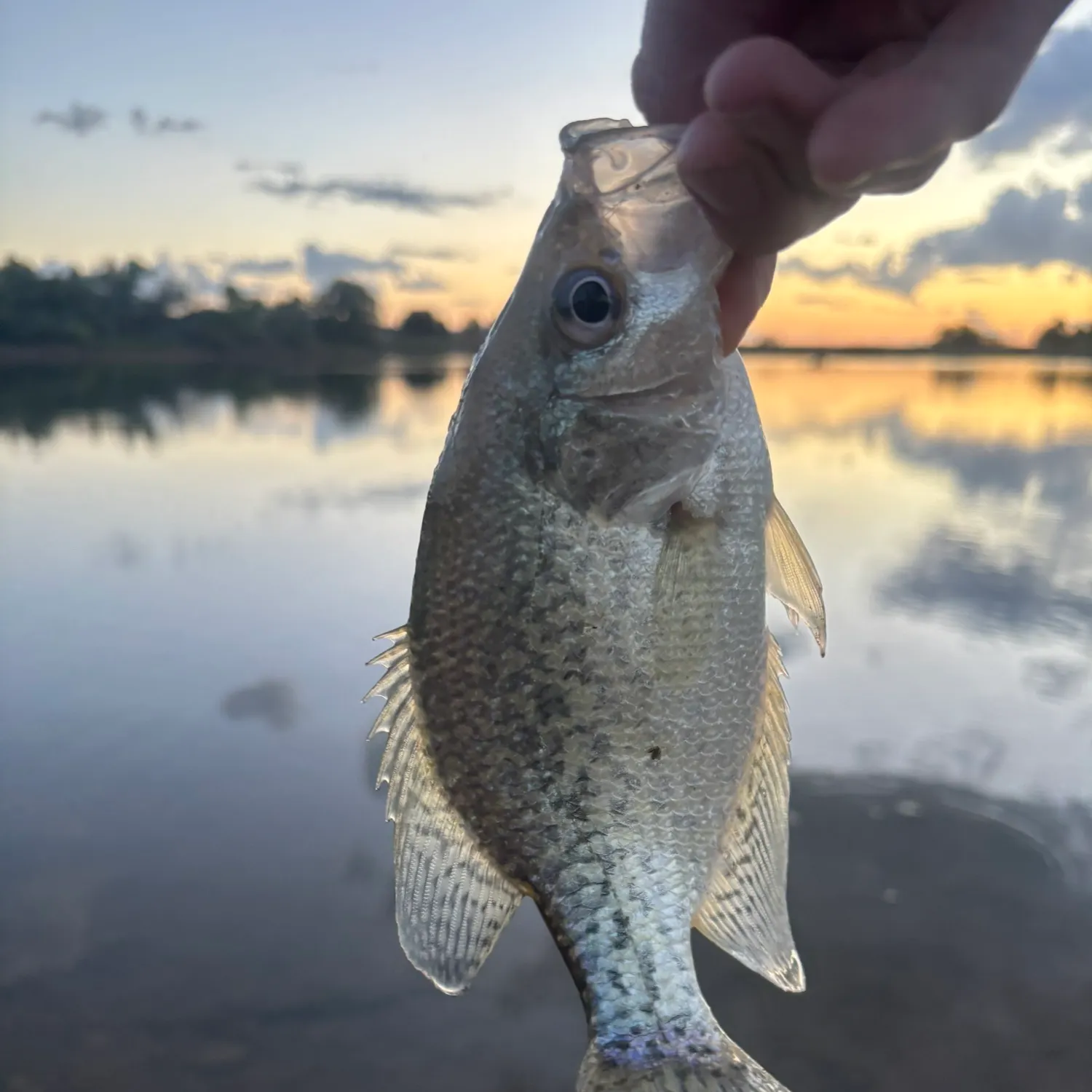Black crappie caught on Fishbrain