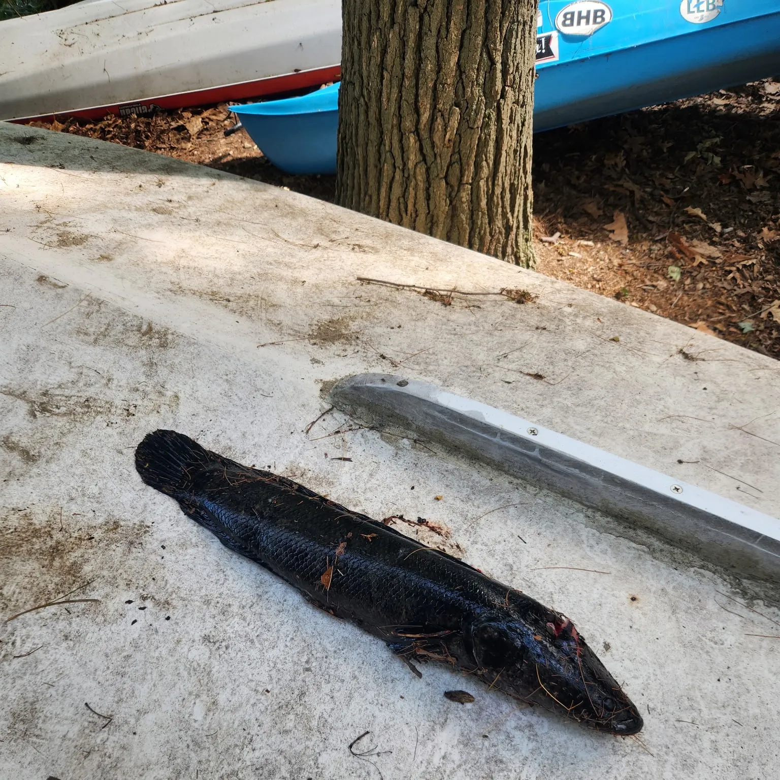 The most recent Northern snakehead catches on Fishbrain