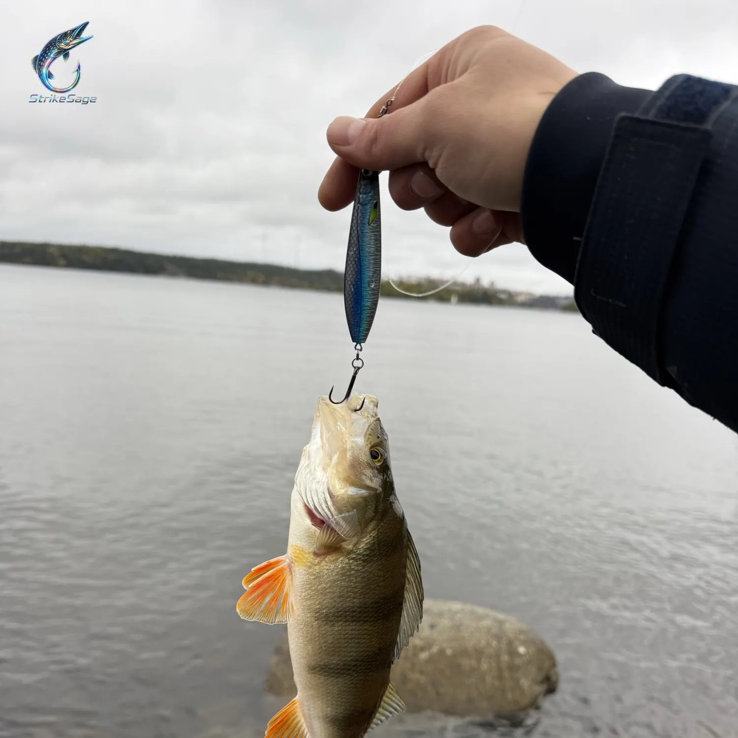 European perch caught on Fishbrain