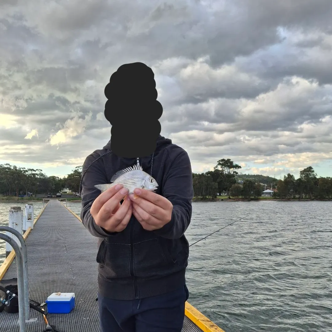 Surf bream caught on Fishbrain